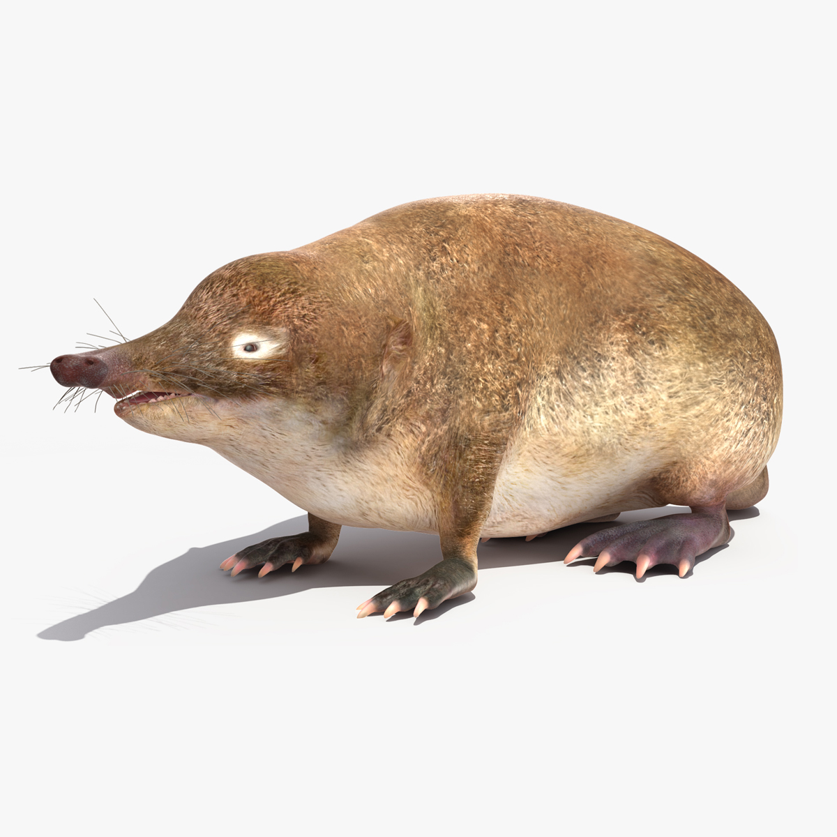 Desmana Moschata Rigged for Maya 3D