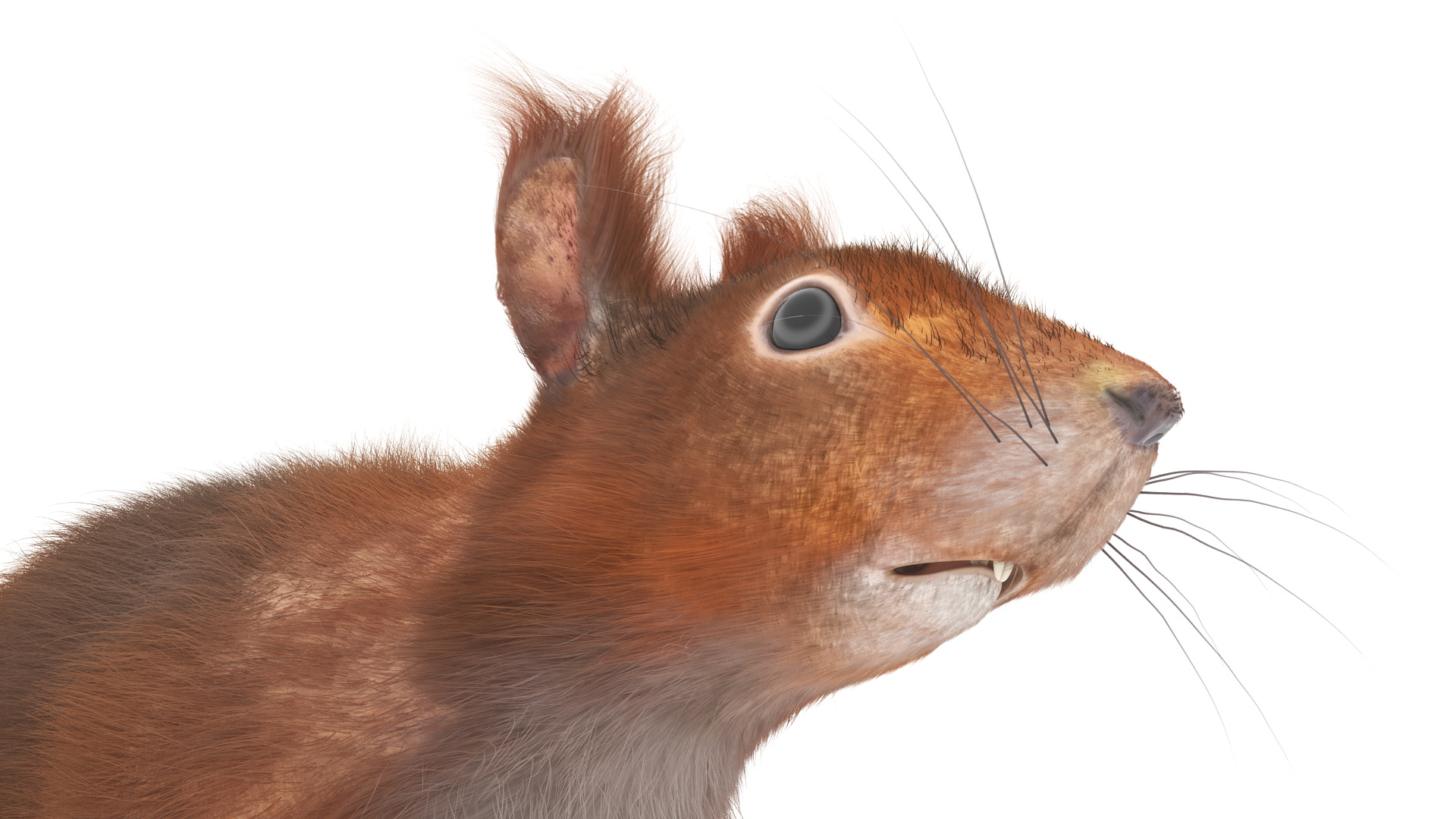 3D Red Squirrel Fur