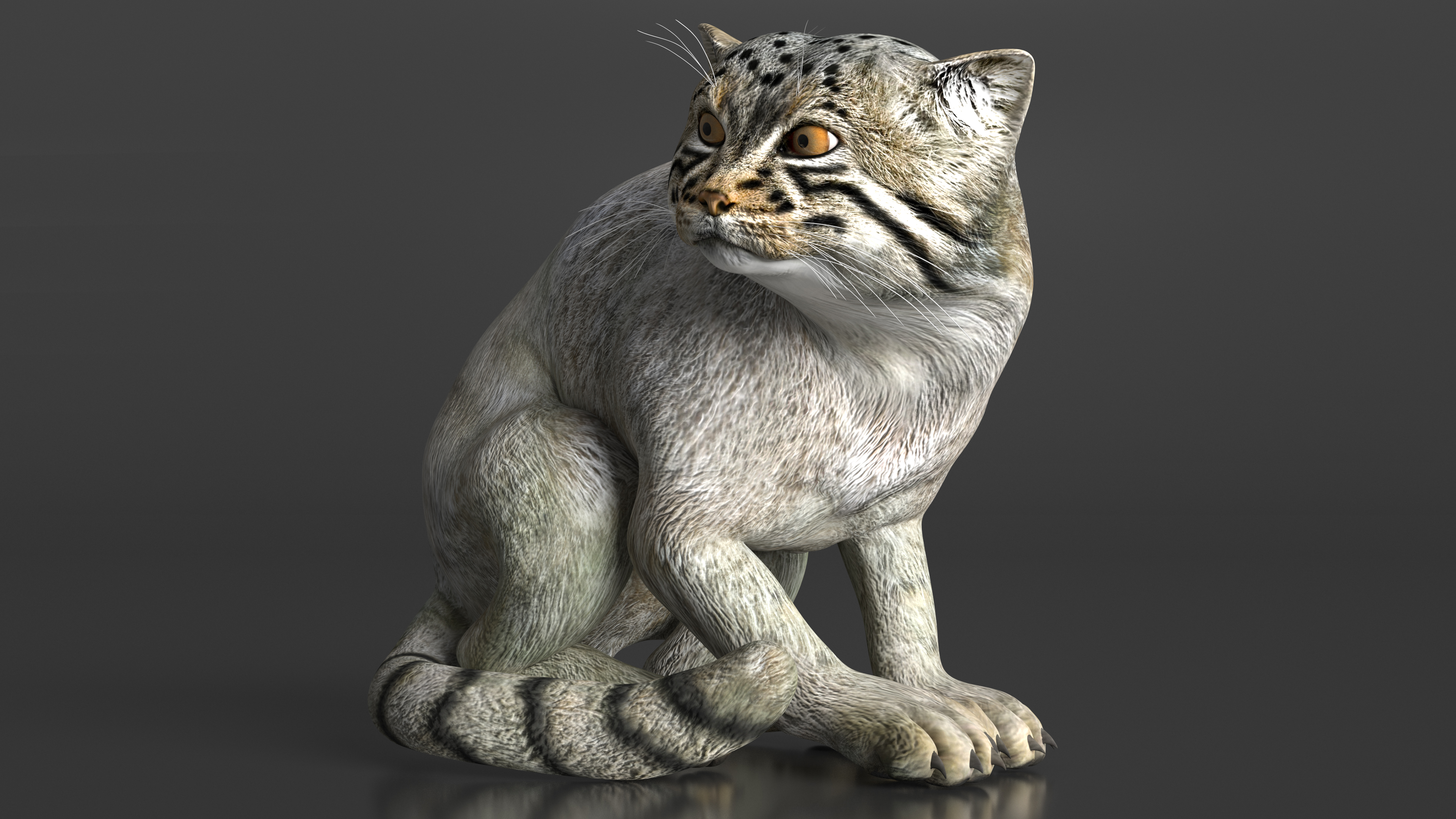 3D model Manul Cat in Sitting
