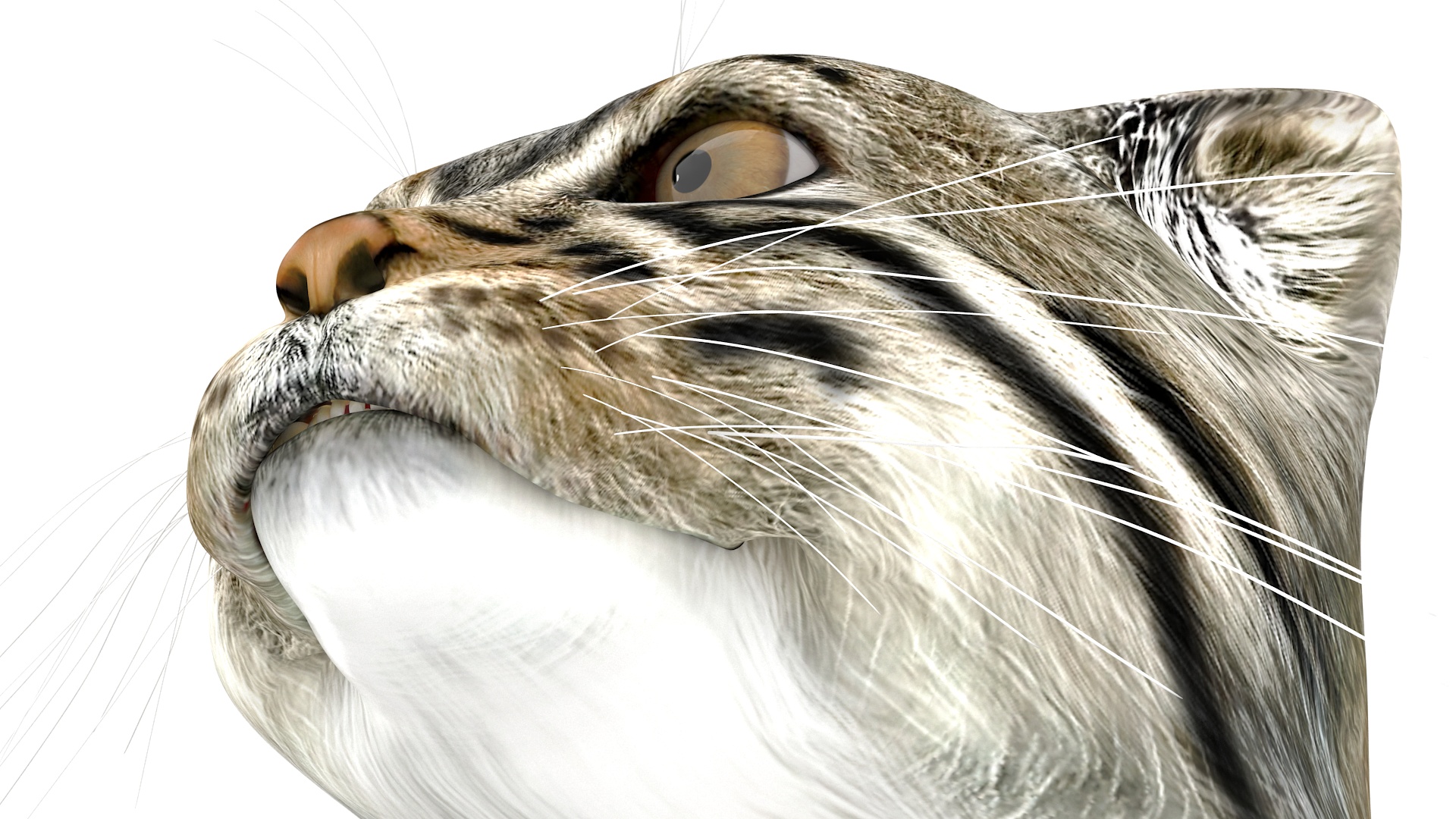 3D model Manul Cat in Sitting