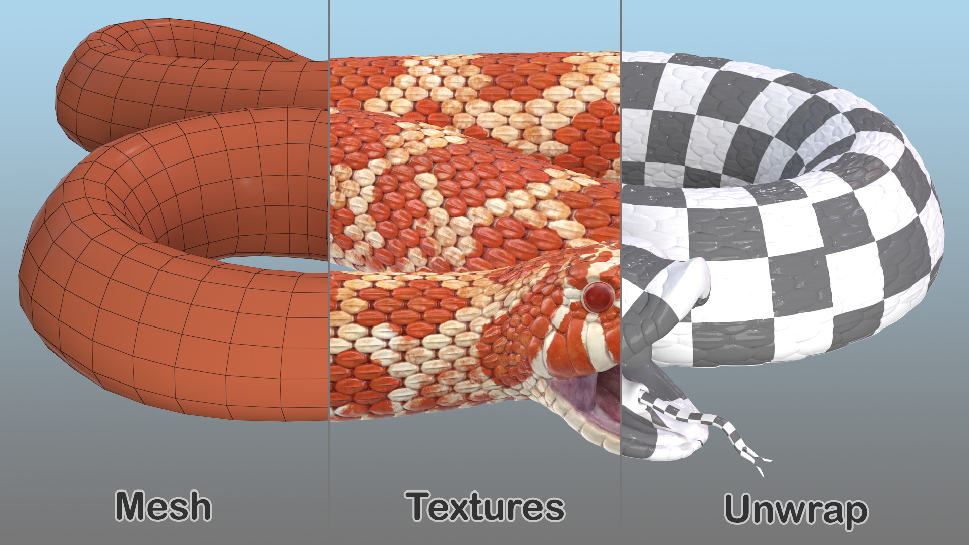 Red Hognose Snake Attack Pose 3D model