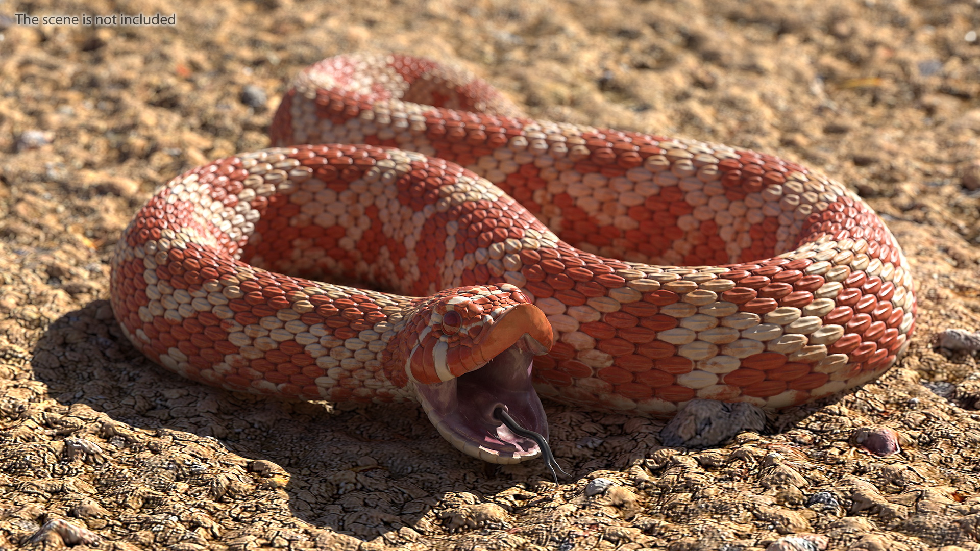 Red Hognose Snake Attack Pose 3D model