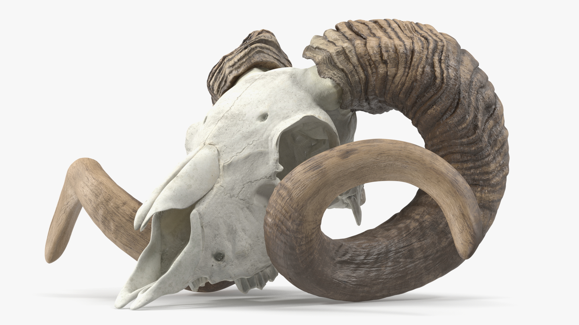 3D model Sheep Ram Skull with Nose Bone Dark