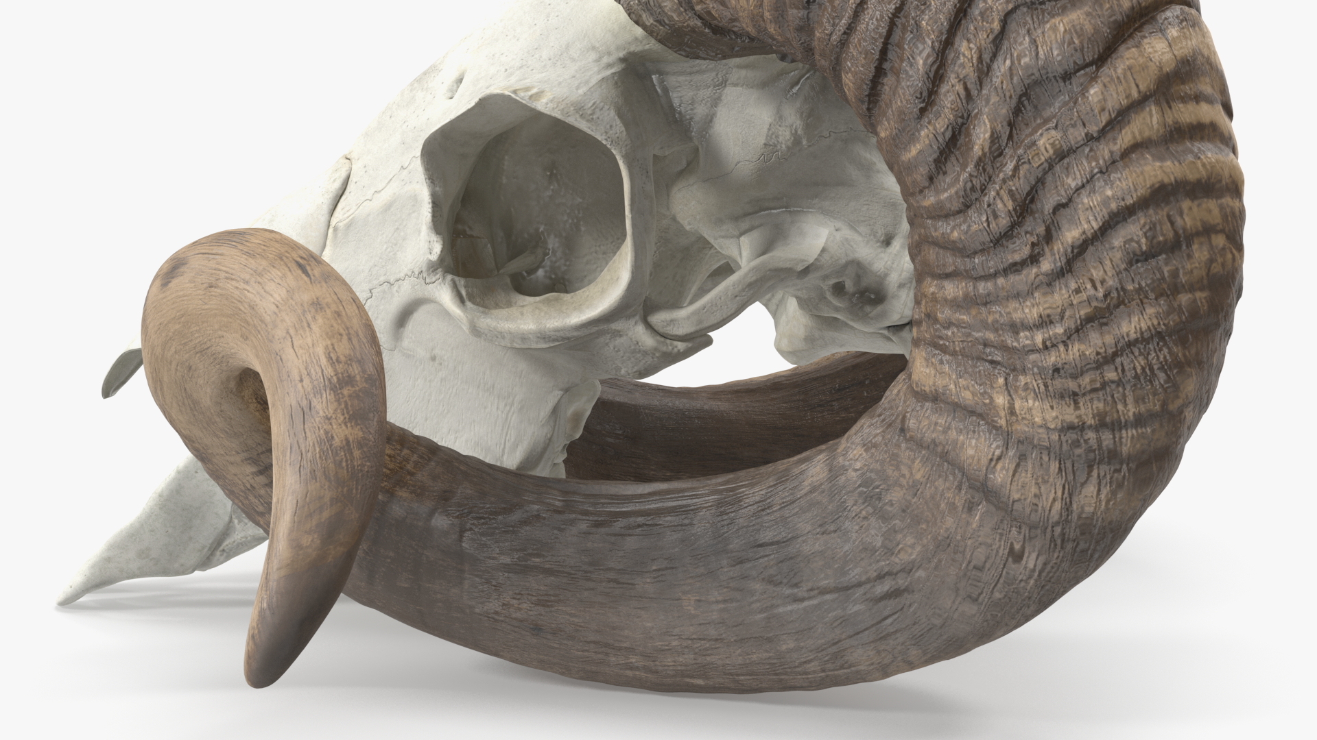 3D model Sheep Ram Skull with Nose Bone Dark