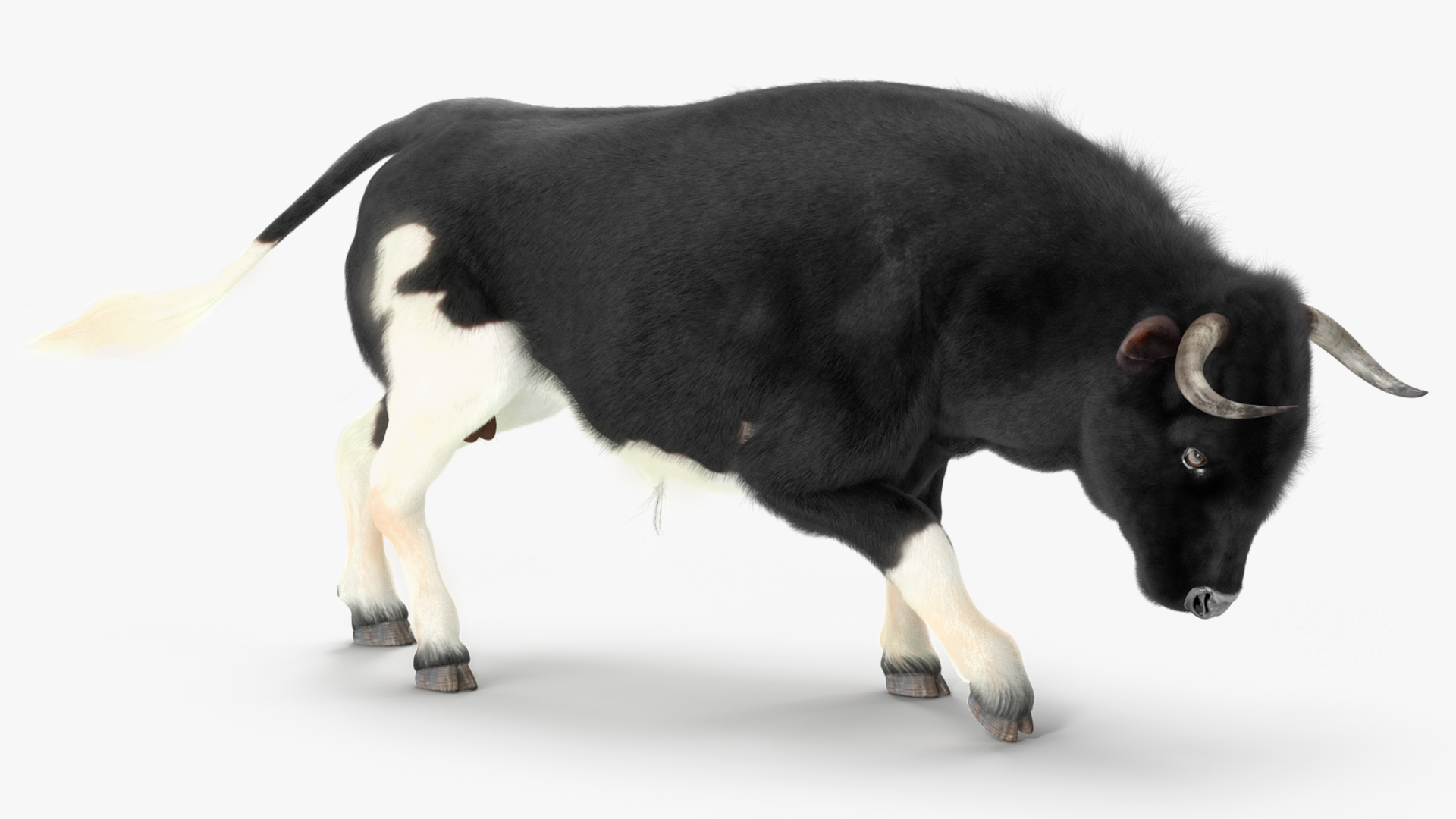 3D Black Bull Fur Rigged
