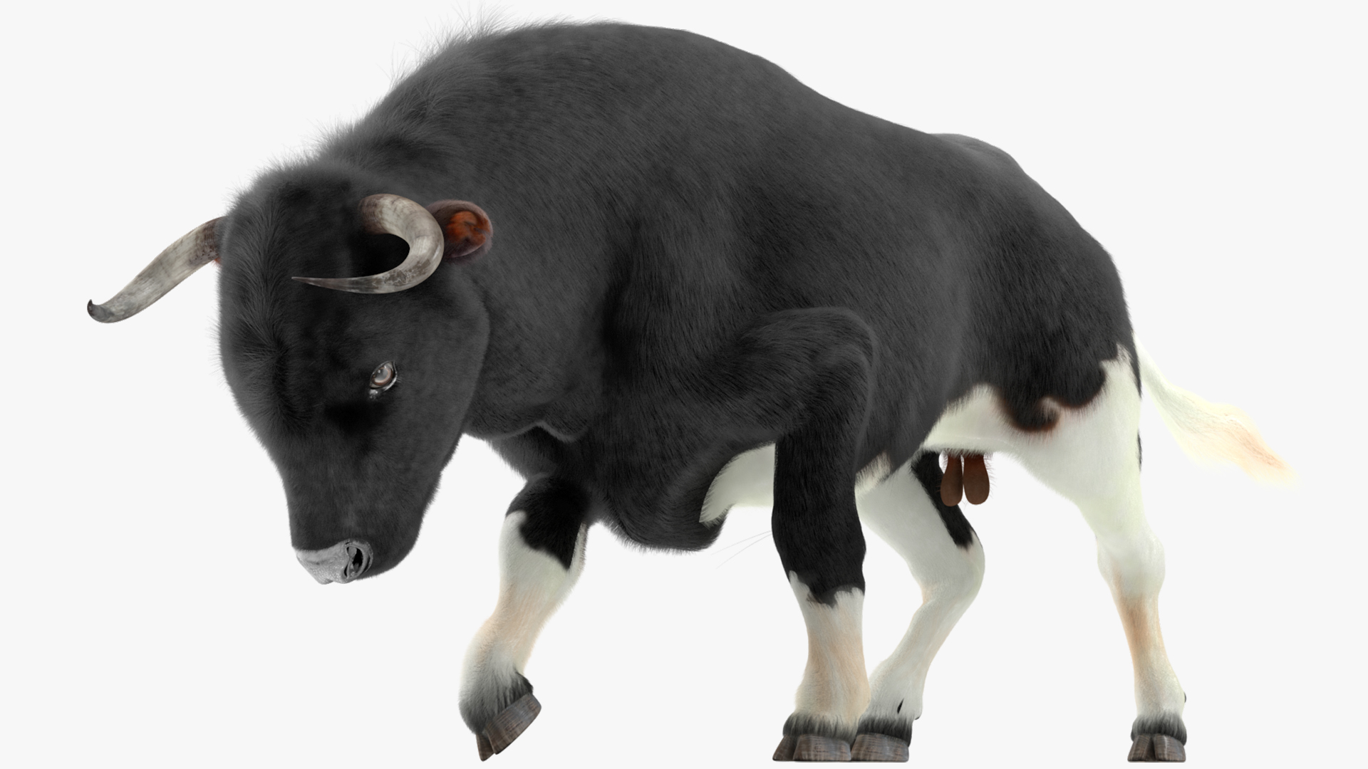 3D Black Bull Fur Rigged