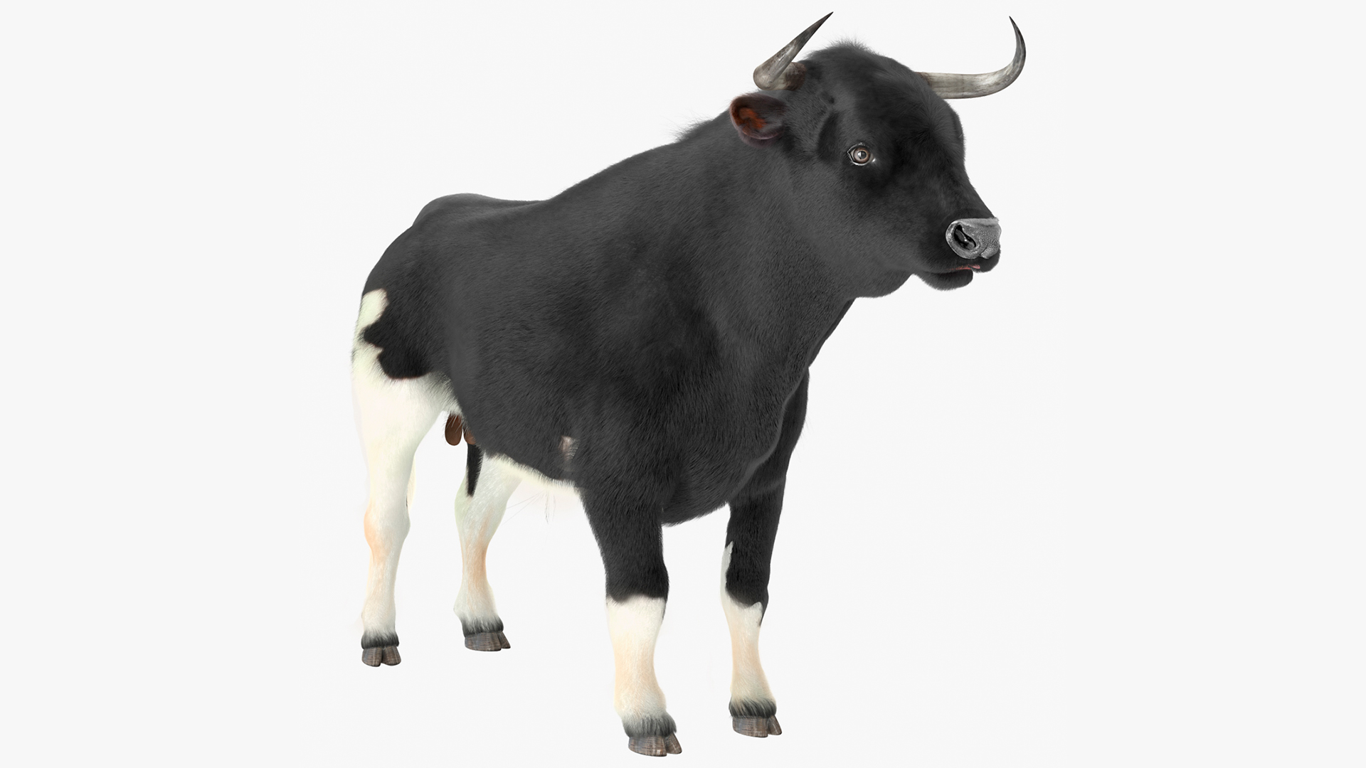 3D Black Bull Fur Rigged