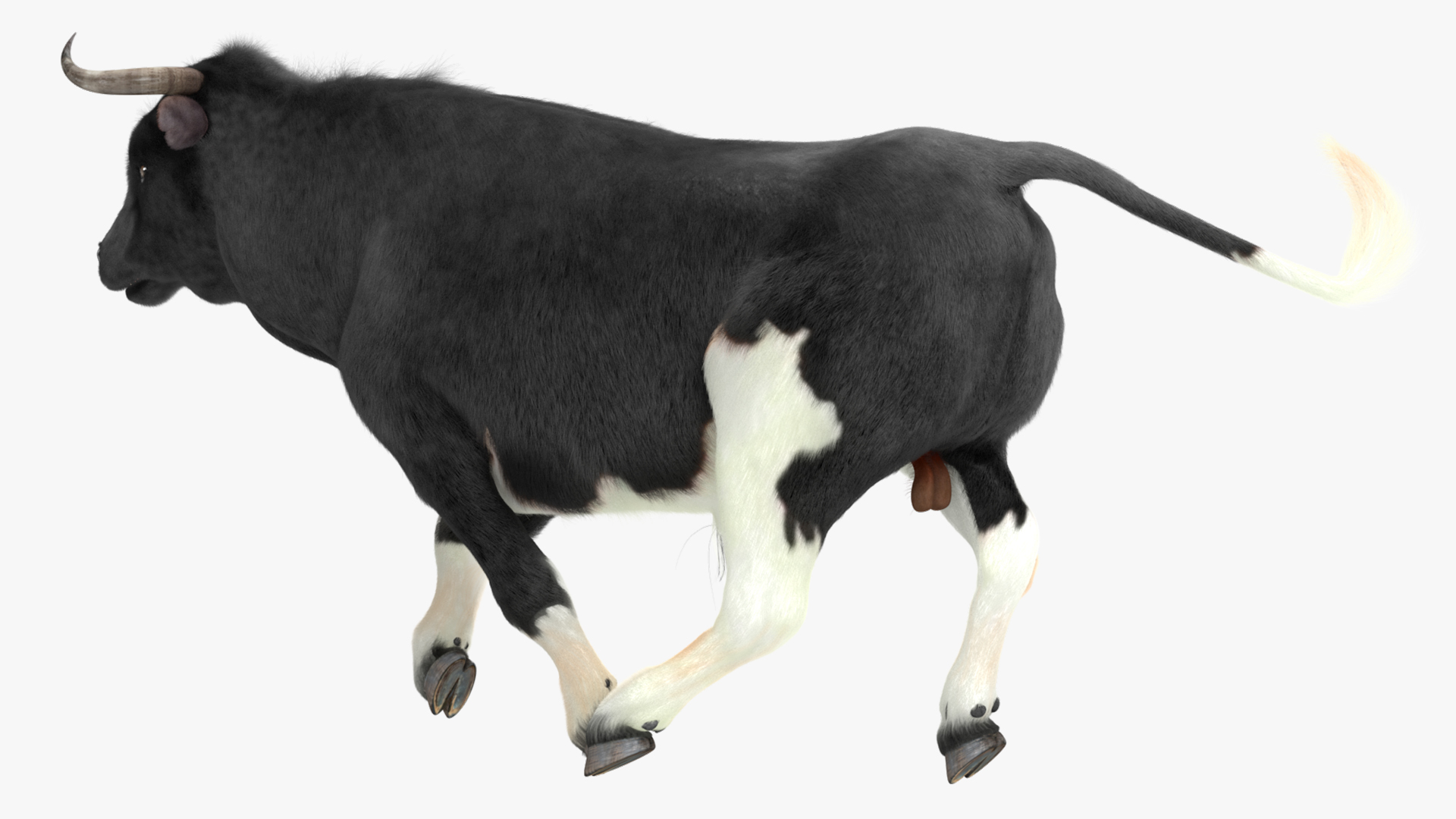 3D Black Bull Fur Rigged