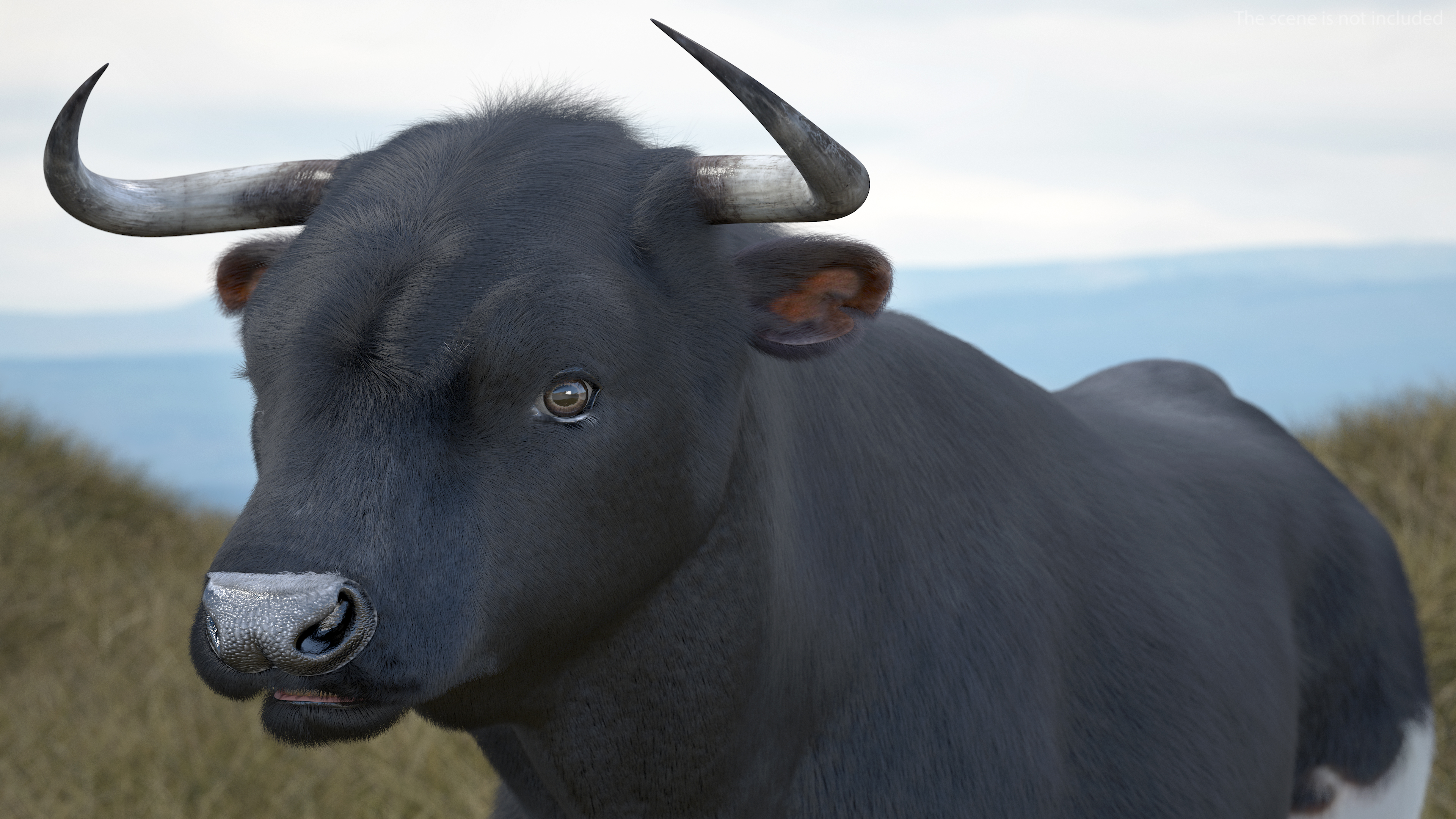3D Black Bull Fur Rigged