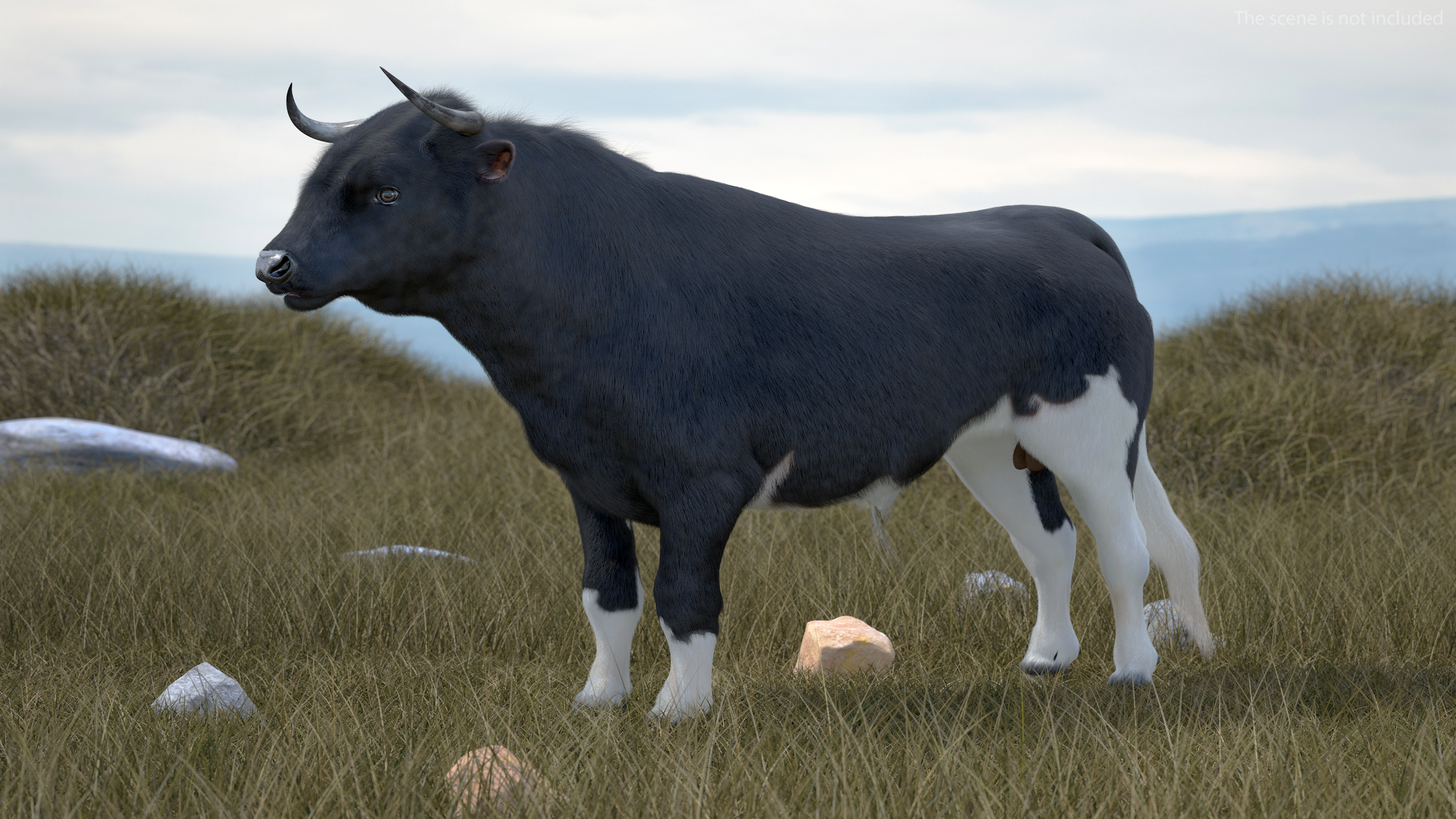 3D Black Bull Fur Rigged
