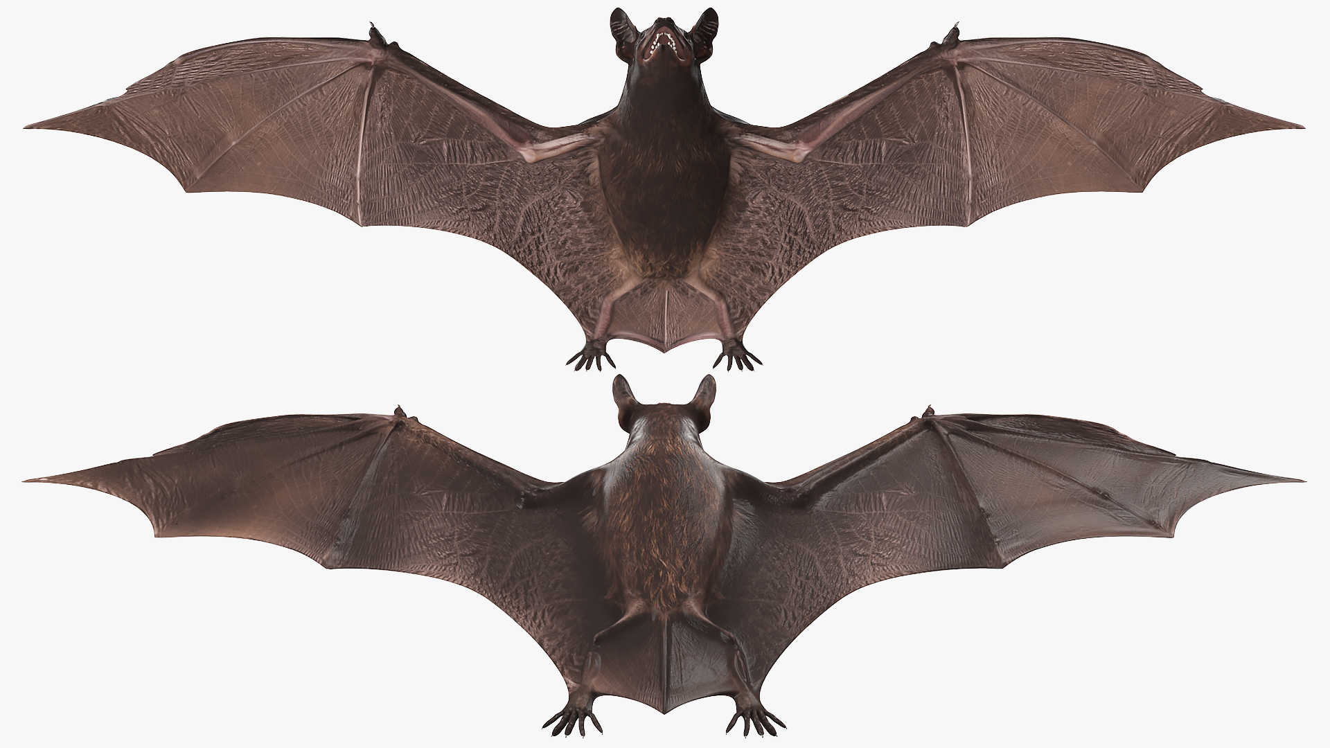 3D Black Bat Rigged