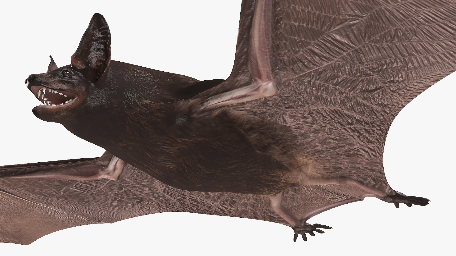 3D Black Bat Rigged