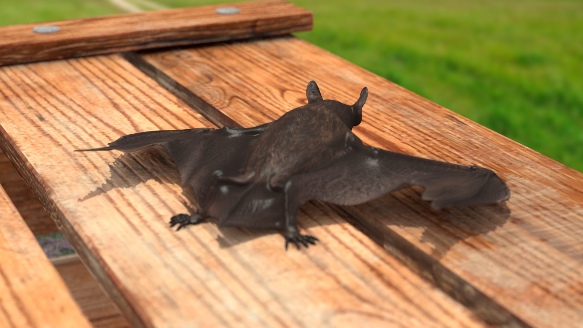 3D Black Bat Rigged