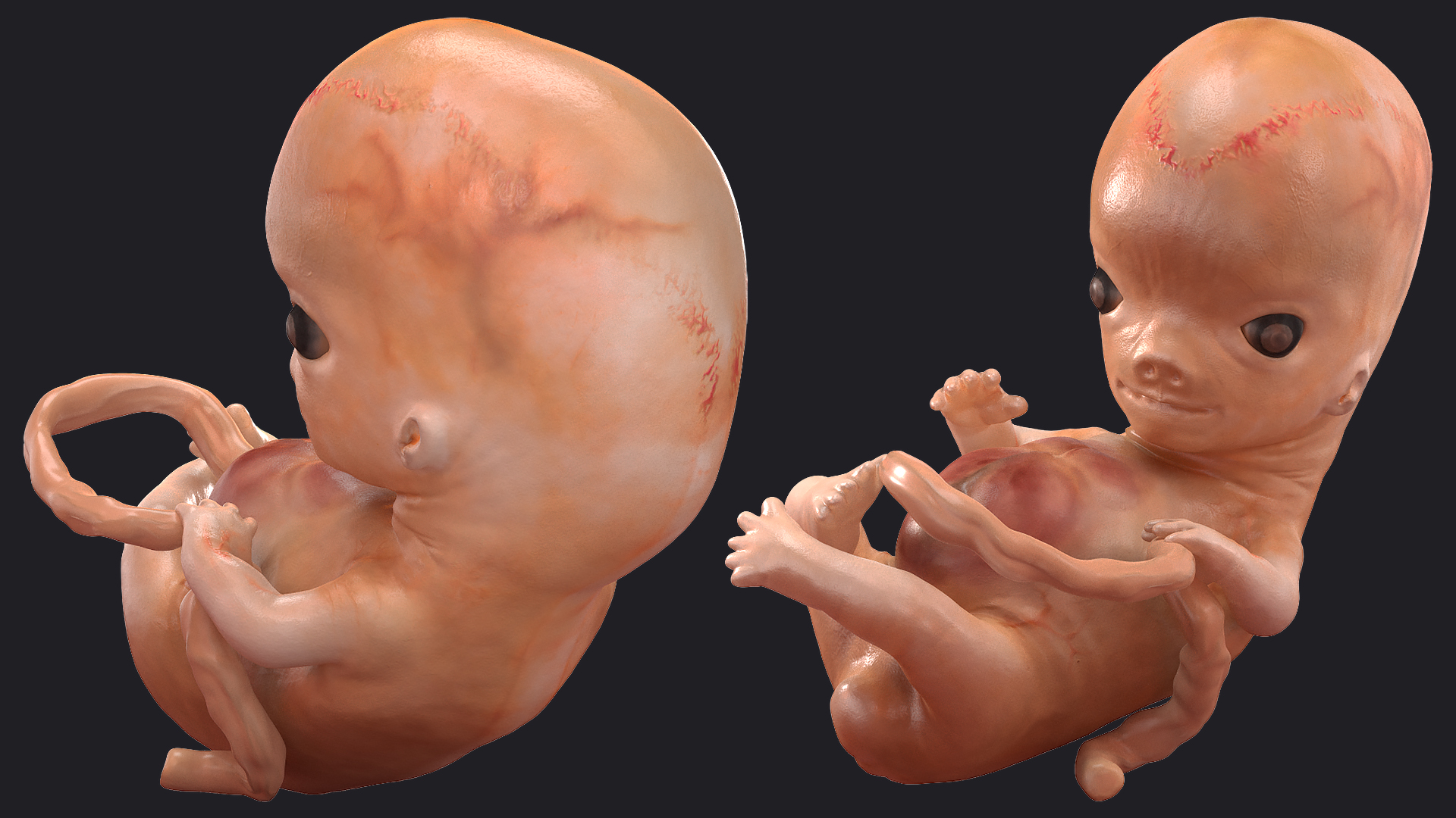 Human Embryo 8 Weeks Rigged 3D
