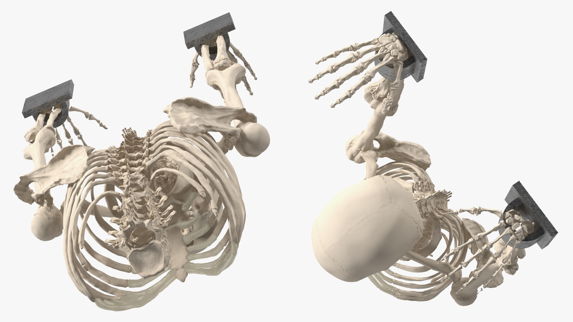 3D Human Male Remains Skeleton Shackled