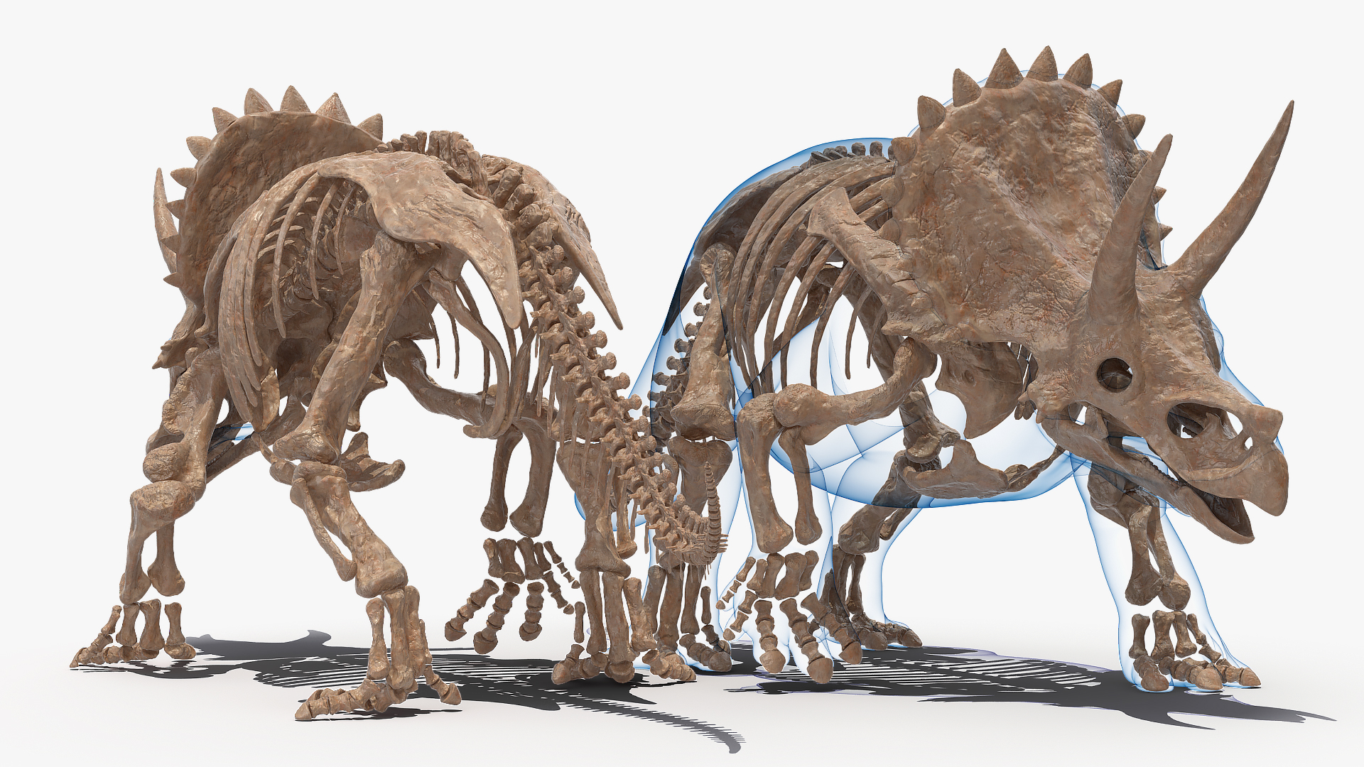 3D Triceratops Fossil Walking Pose with Transparent Skin model