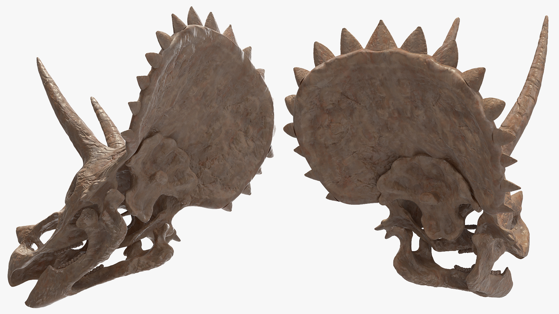3D Triceratops Fossil Walking Pose with Transparent Skin model