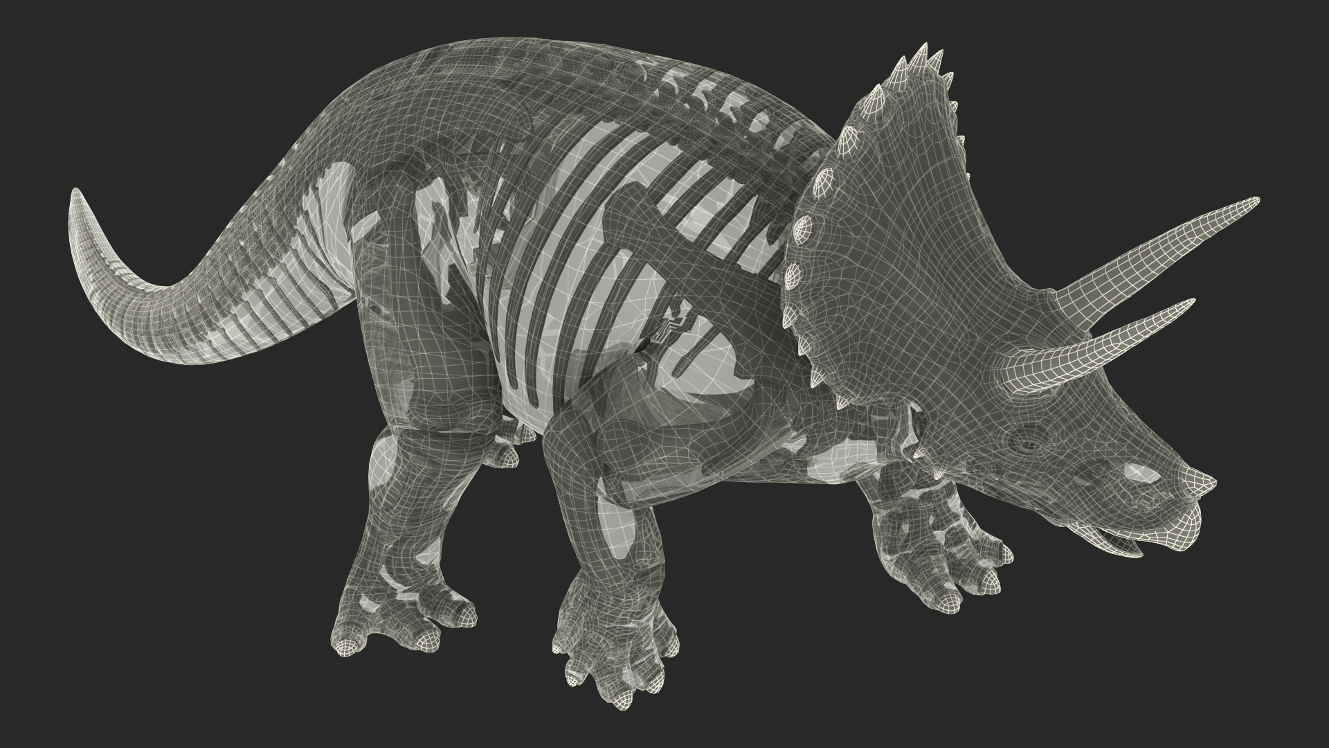 3D Triceratops Fossil Walking Pose with Transparent Skin model