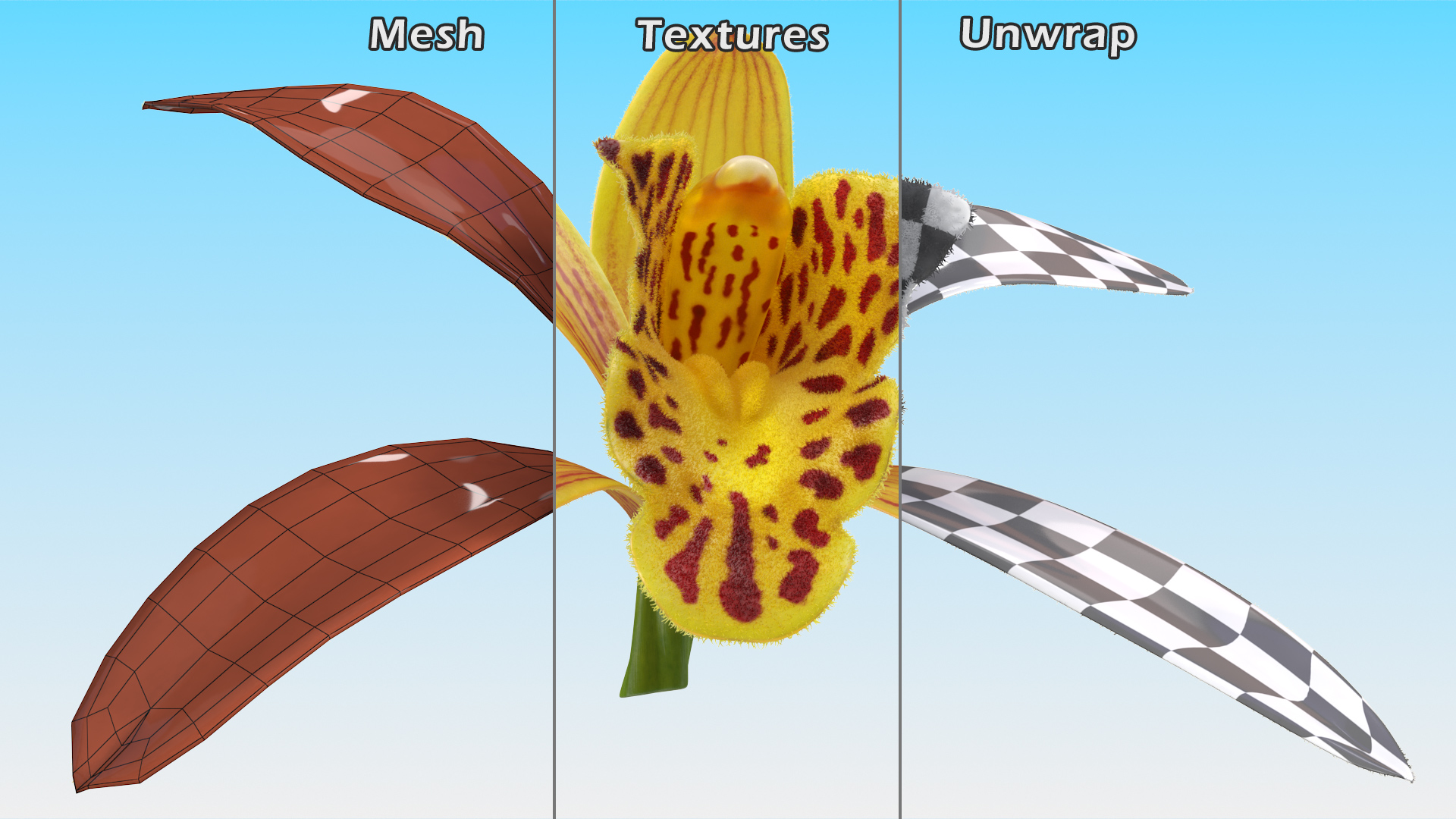 Orchid Flower Yellow Fur 3D model