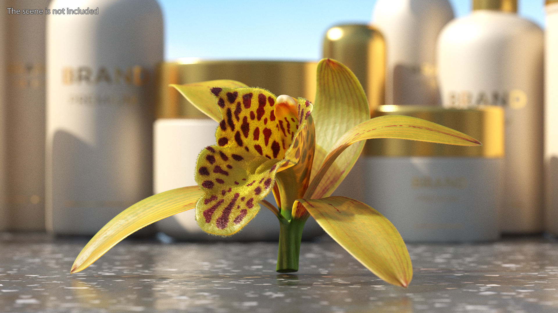 Orchid Flower Yellow Fur 3D model