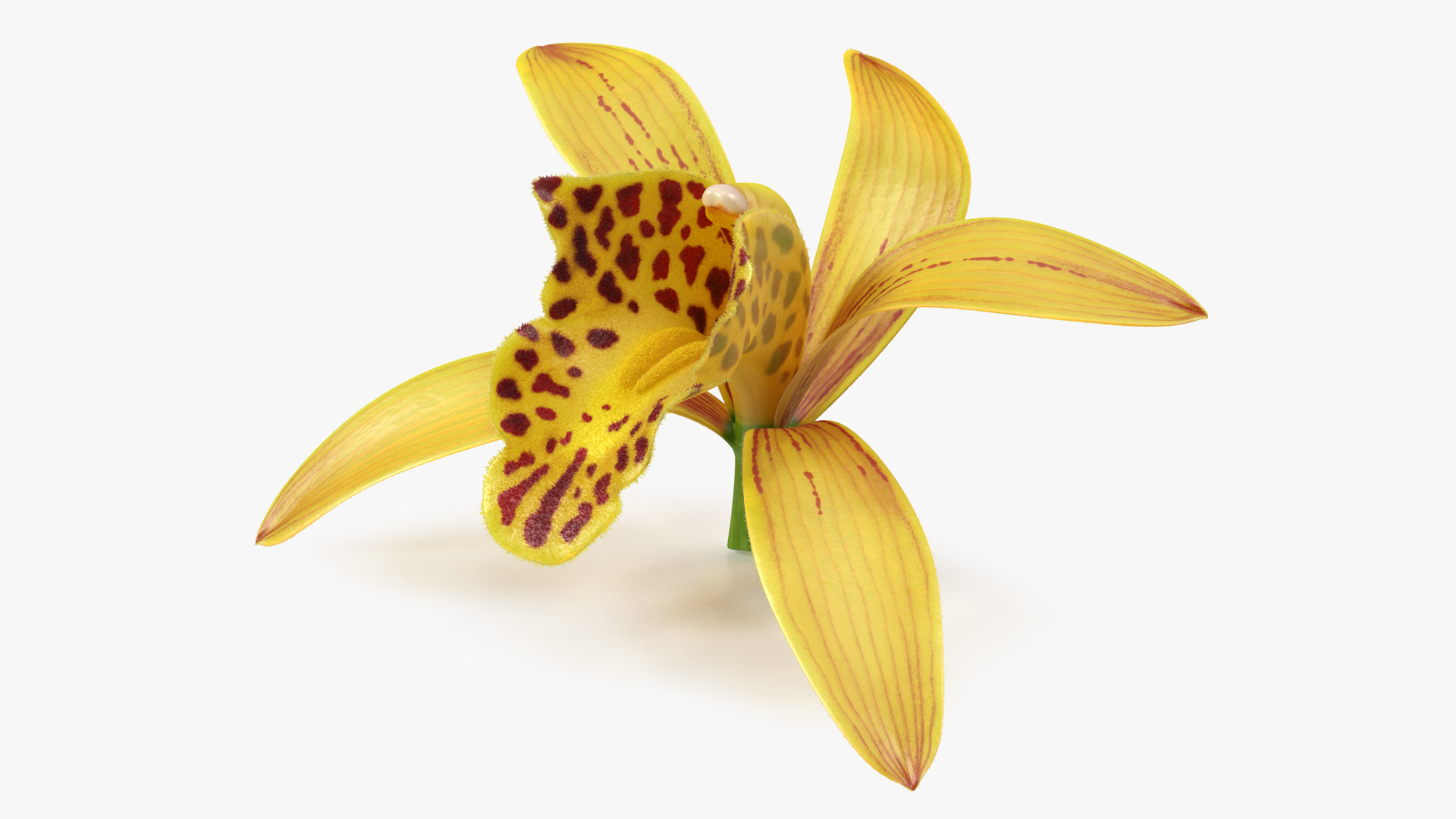 Orchid Flower Yellow Fur 3D model