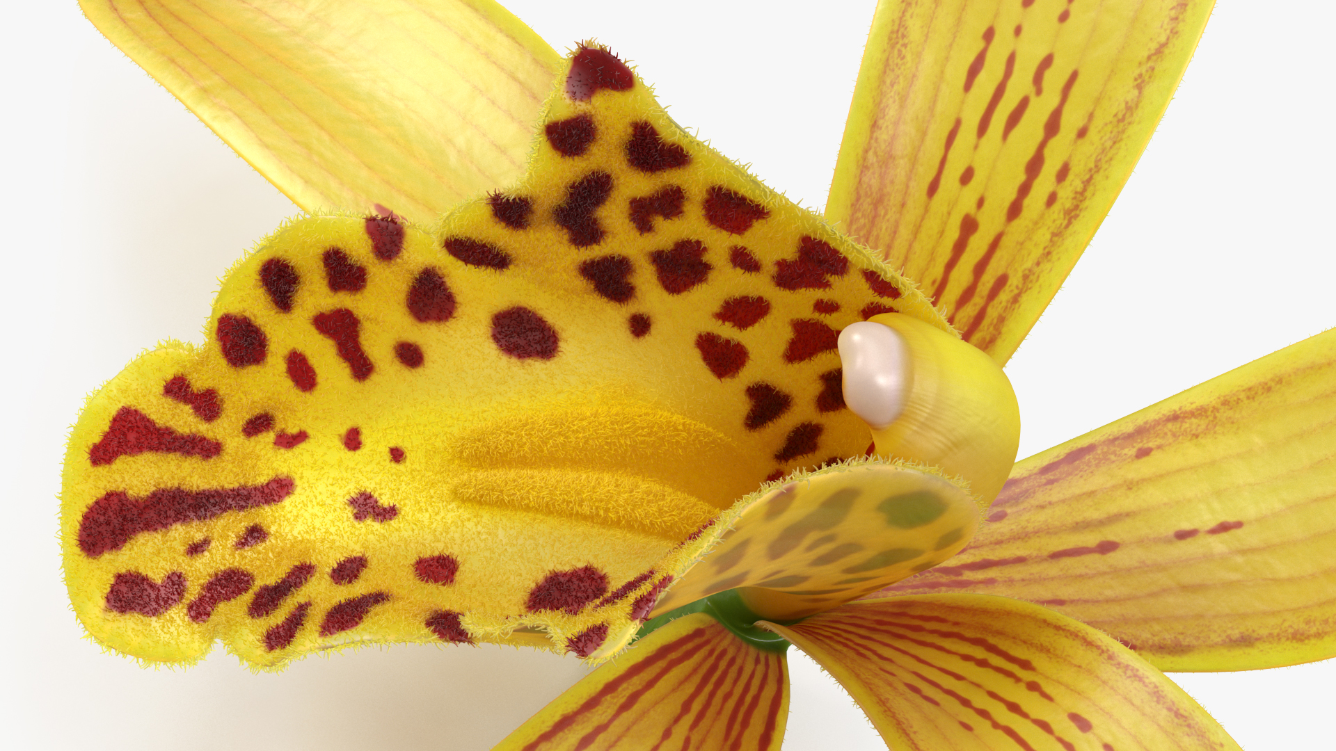 Orchid Flower Yellow Fur 3D model