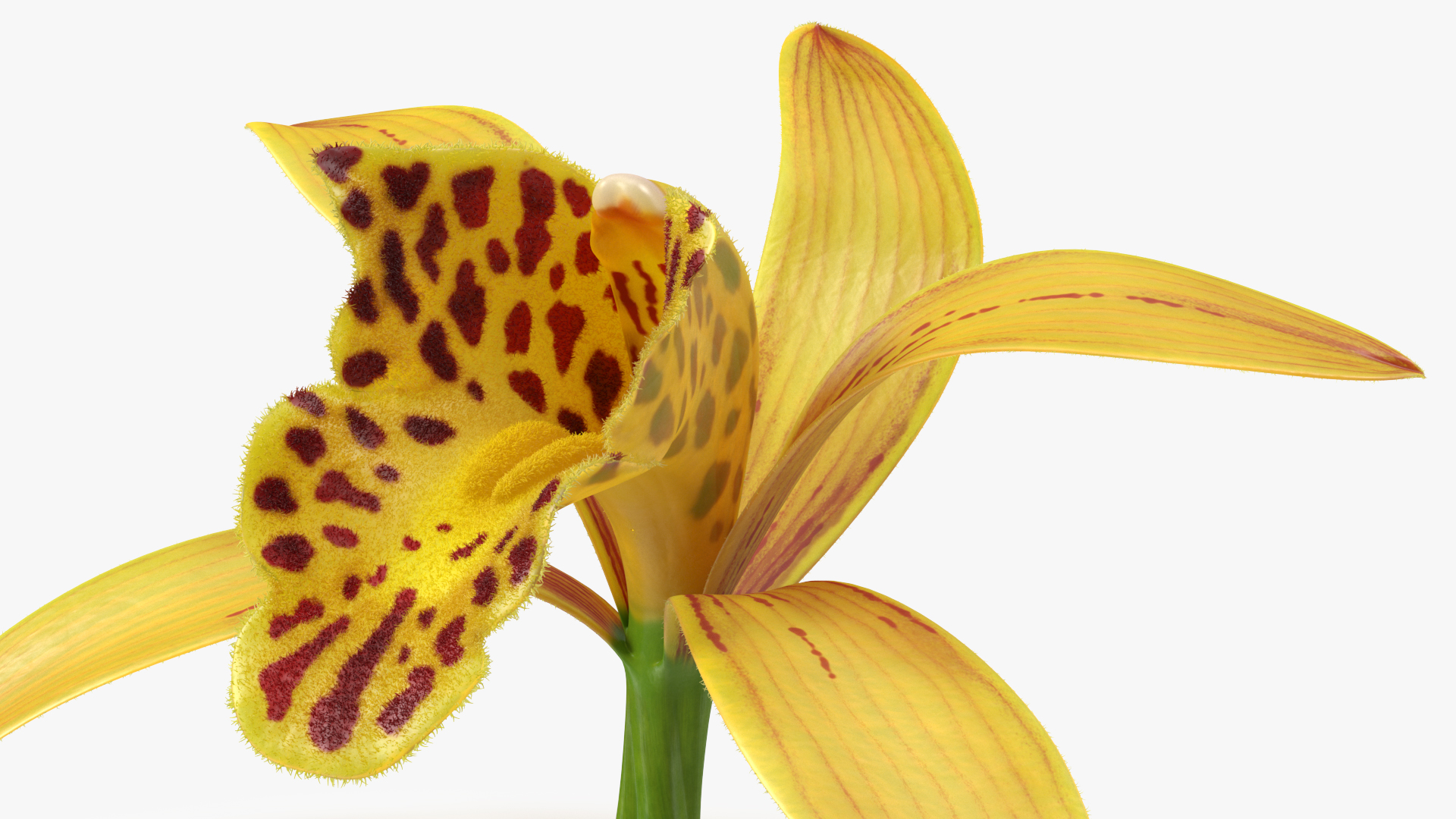 Orchid Flower Yellow Fur 3D model