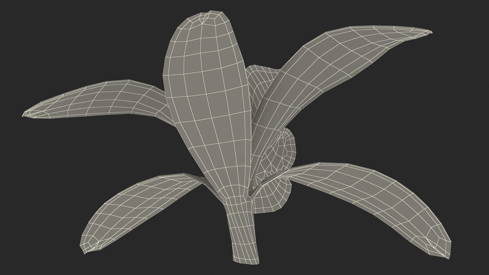 Orchid Flower Yellow Fur 3D model