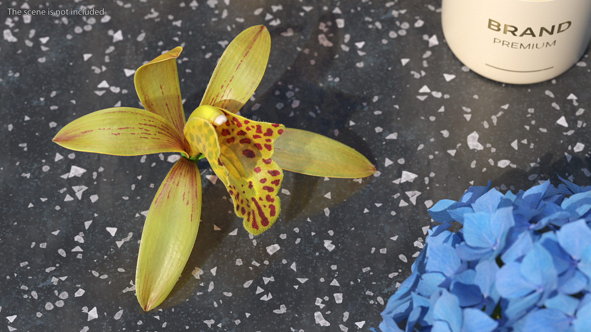 Orchid Flower Yellow Fur 3D model