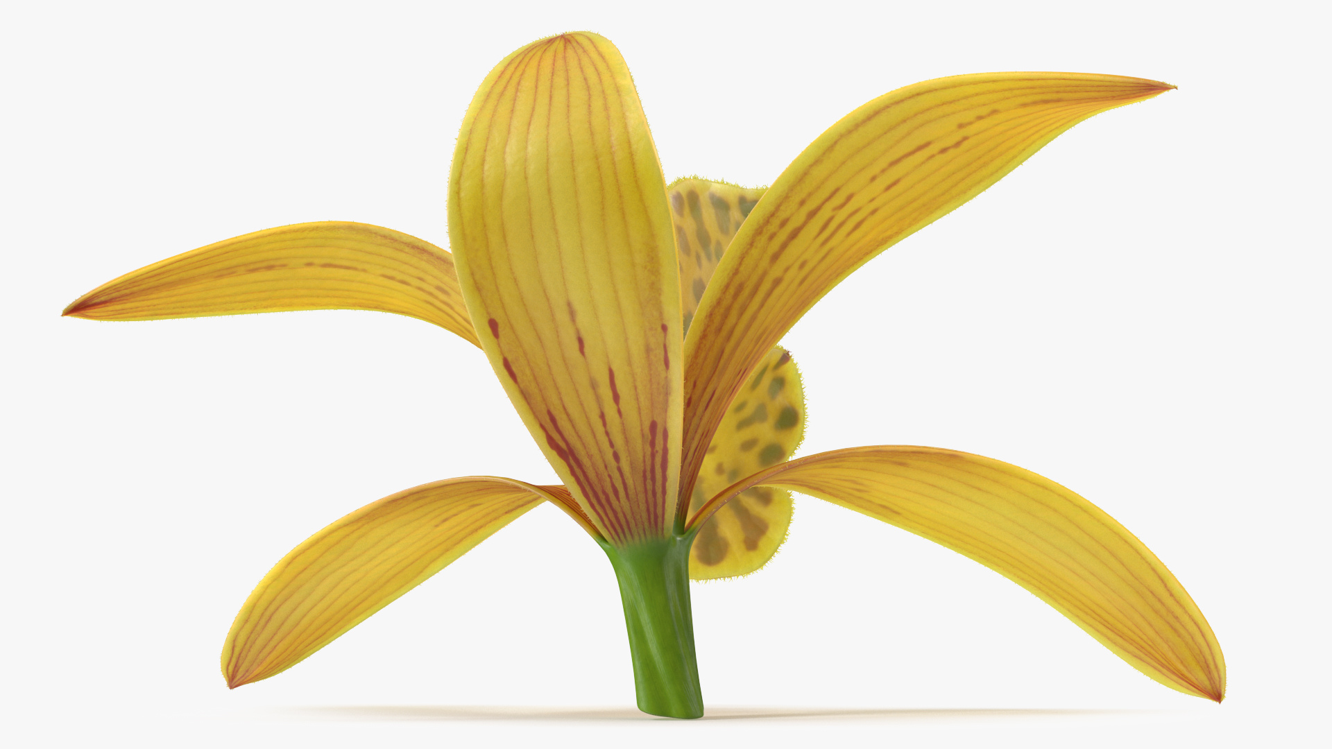 Orchid Flower Yellow Fur 3D model