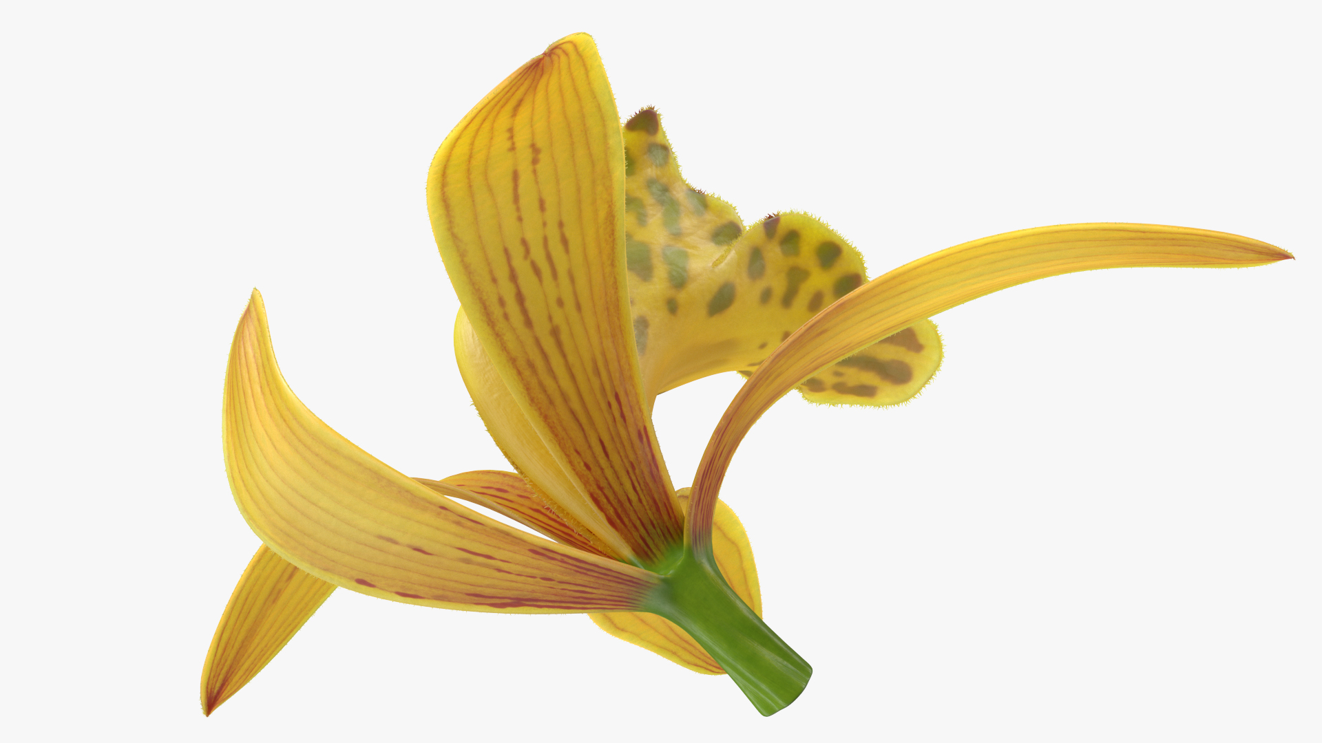 Orchid Flower Yellow Fur 3D model