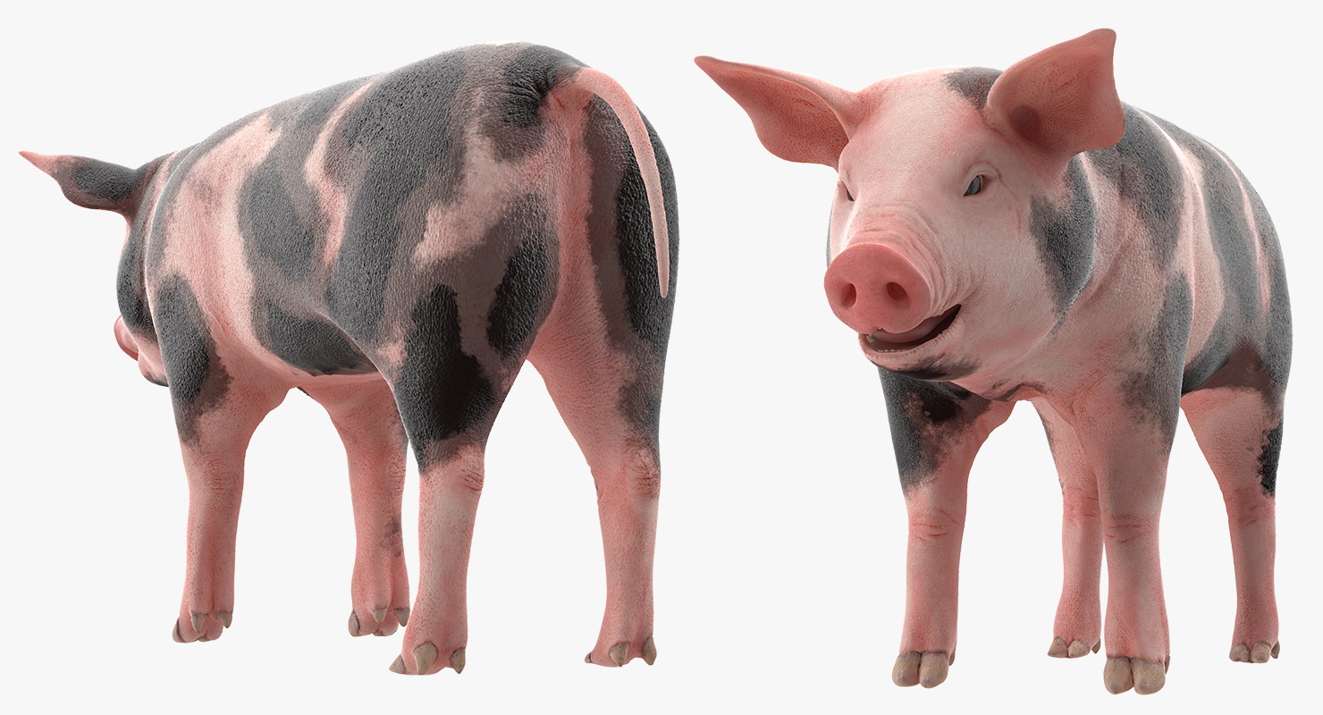3D Pig Piglet Pietrain Rigged