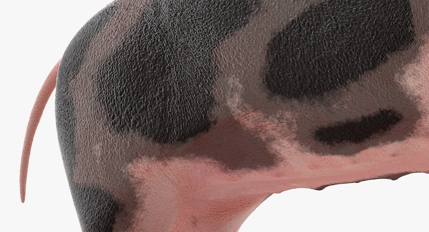 3D Pig Piglet Pietrain Rigged