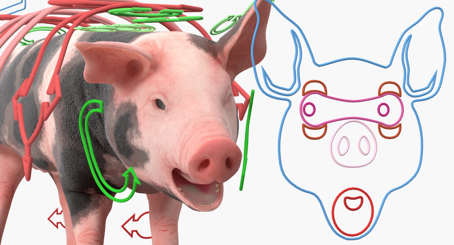 3D Pig Piglet Pietrain Rigged