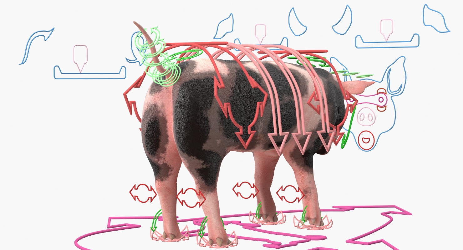 3D Pig Piglet Pietrain Rigged