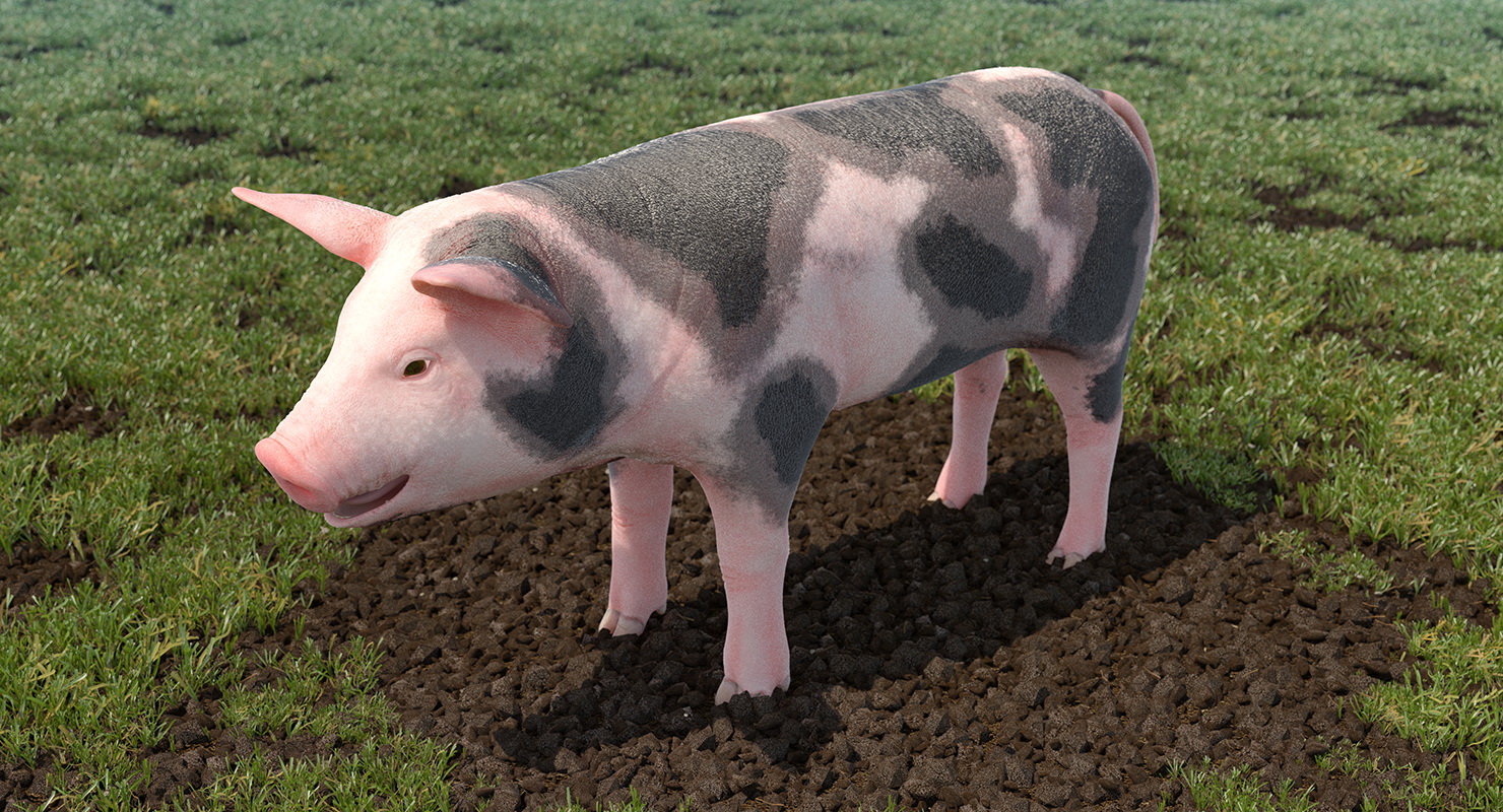 3D Pig Piglet Pietrain Rigged