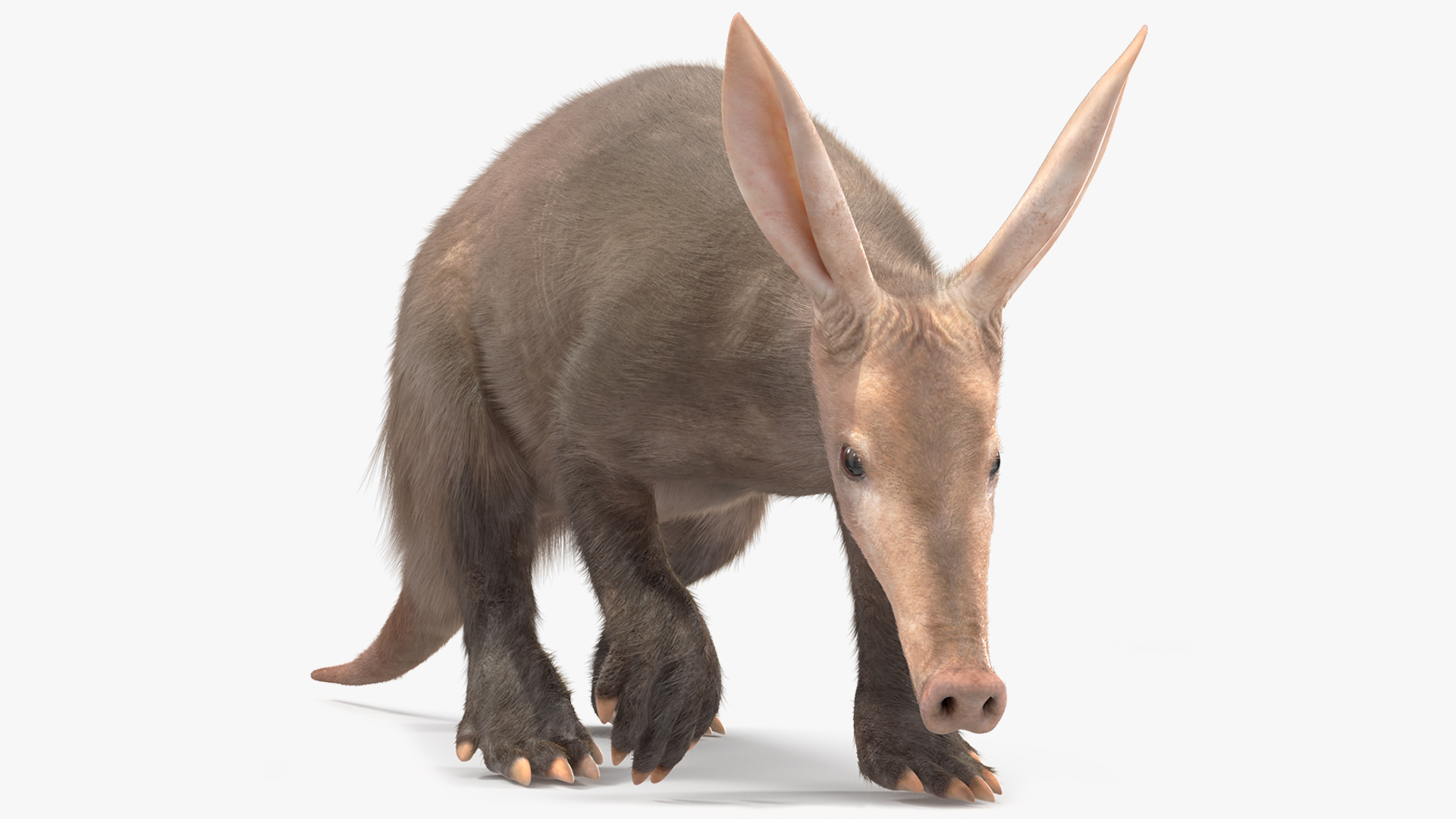 Nocturnal Mammal Aardvark Walking Pose Fur 3D