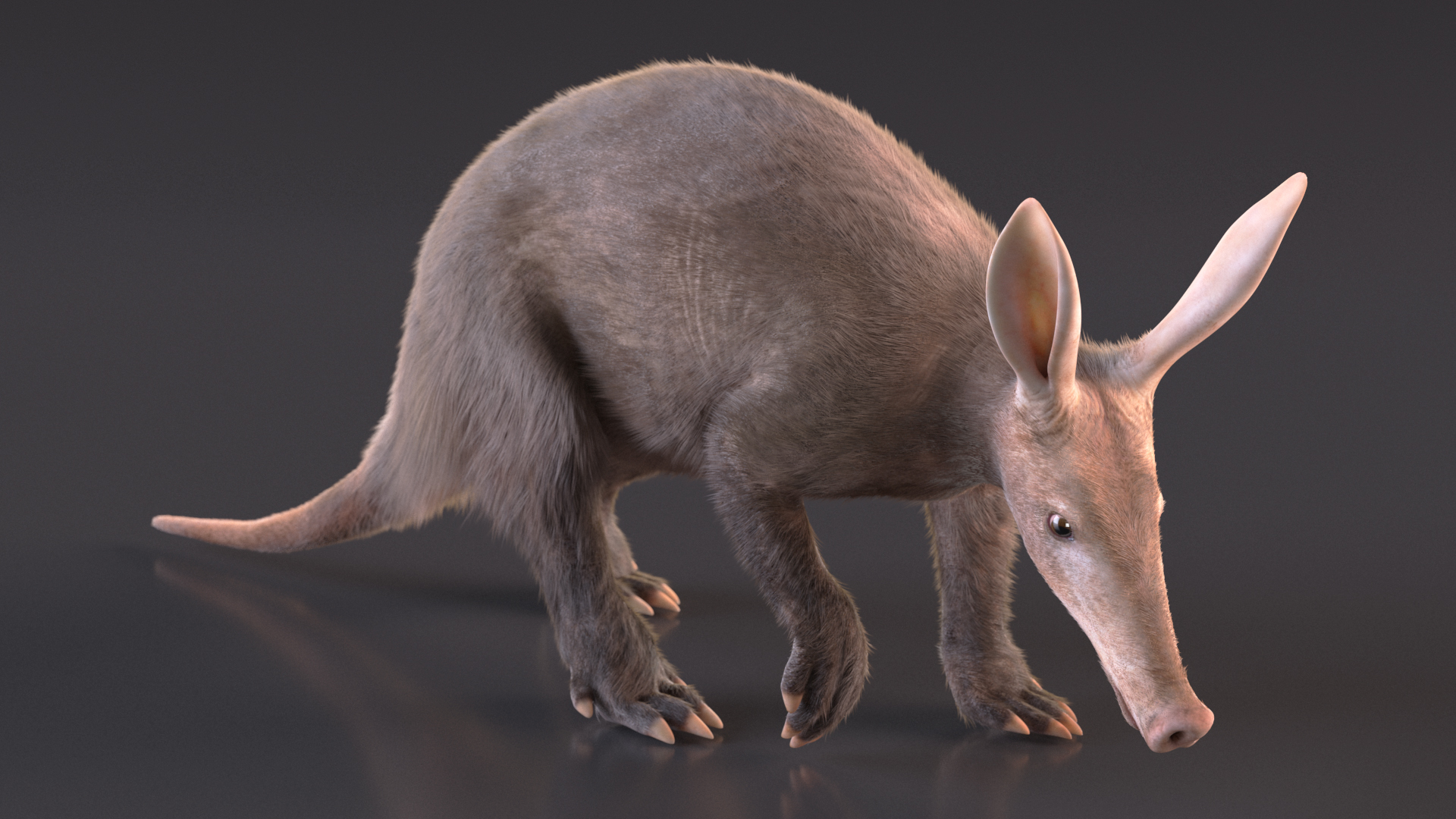 Nocturnal Mammal Aardvark Walking Pose Fur 3D