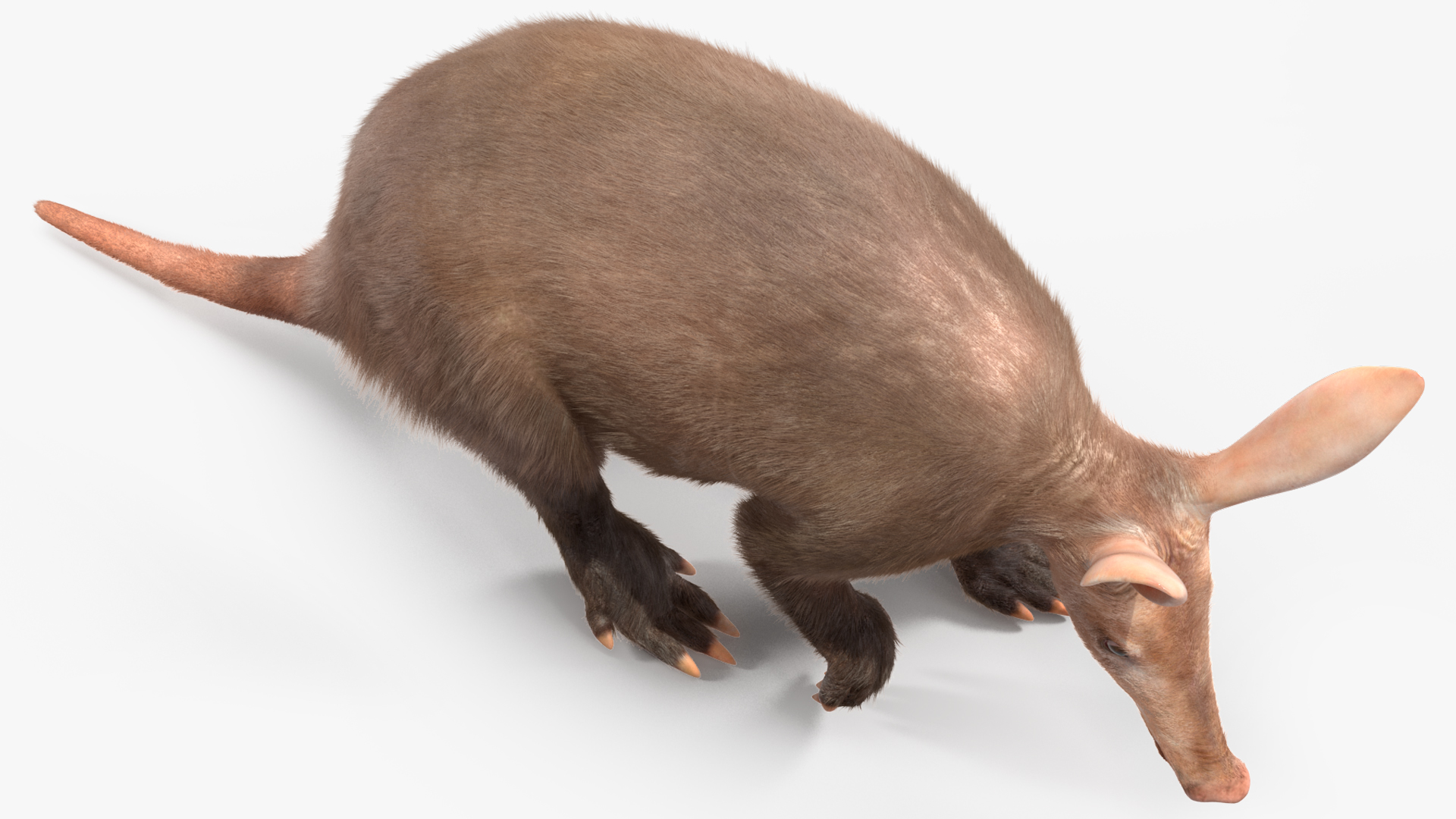 Nocturnal Mammal Aardvark Walking Pose Fur 3D