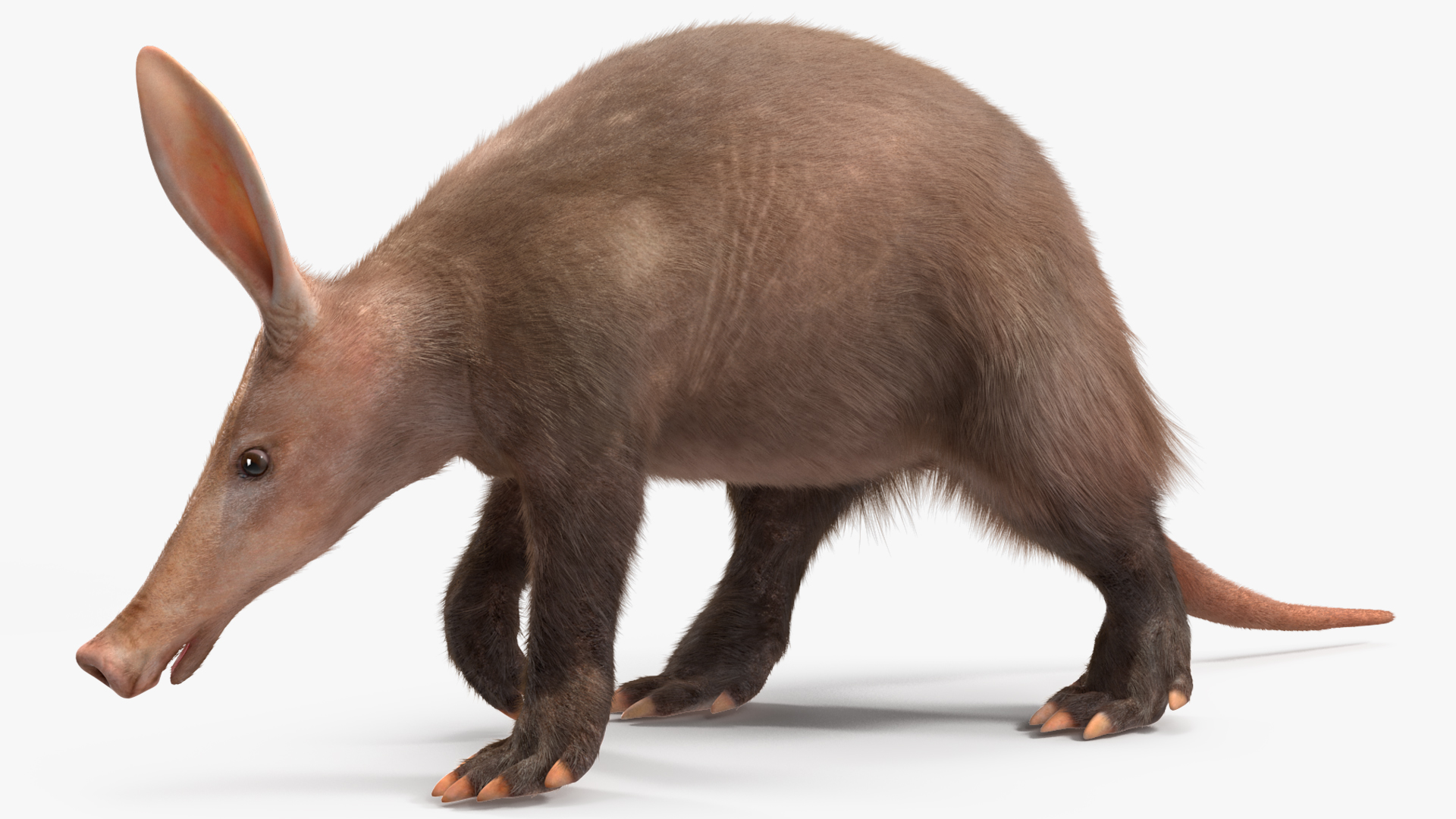 Nocturnal Mammal Aardvark Walking Pose Fur 3D