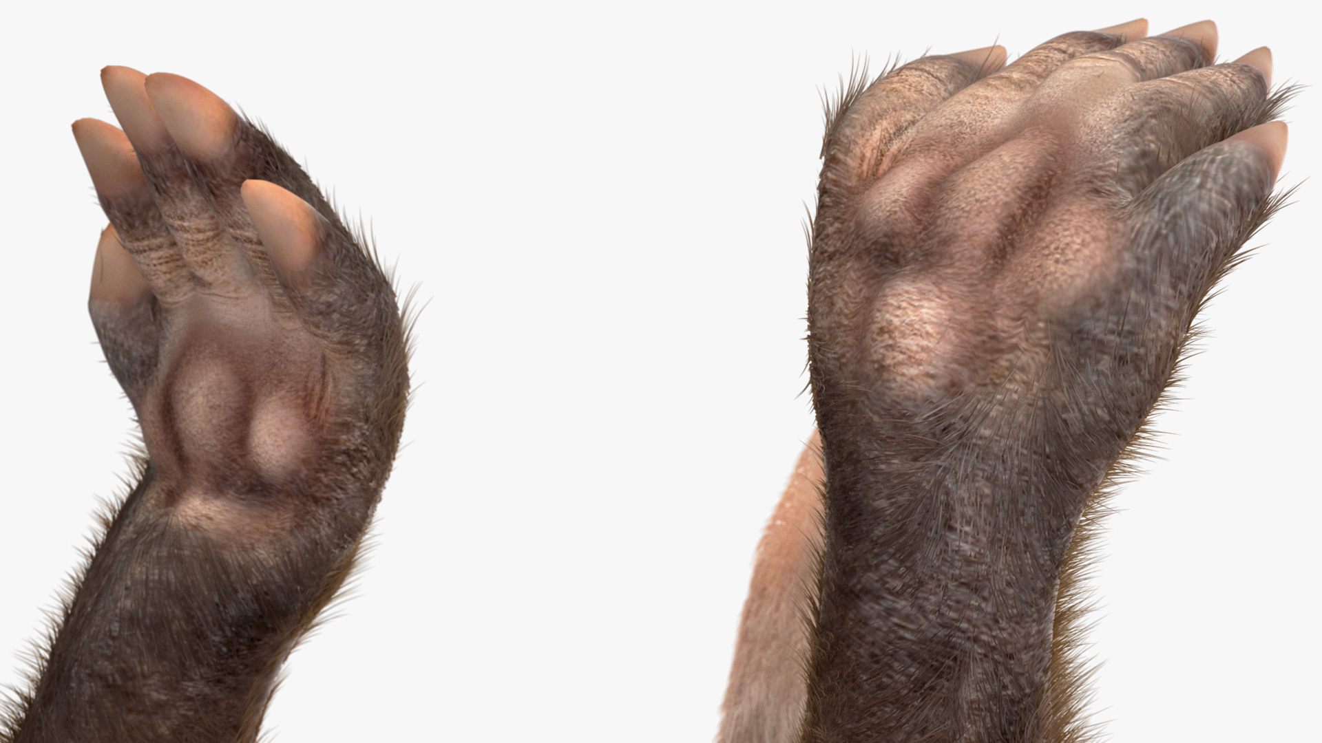 Nocturnal Mammal Aardvark Walking Pose Fur 3D