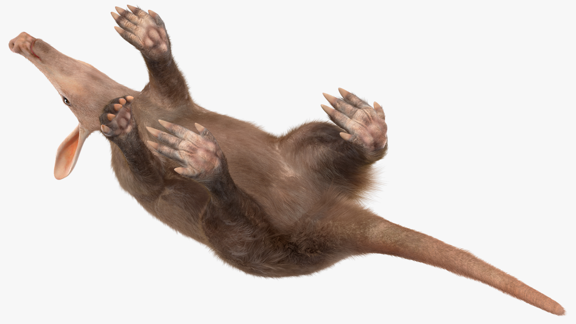Nocturnal Mammal Aardvark Walking Pose Fur 3D