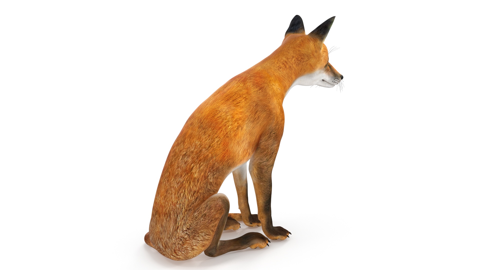 3D model Wild Red Fox Sitting Pose