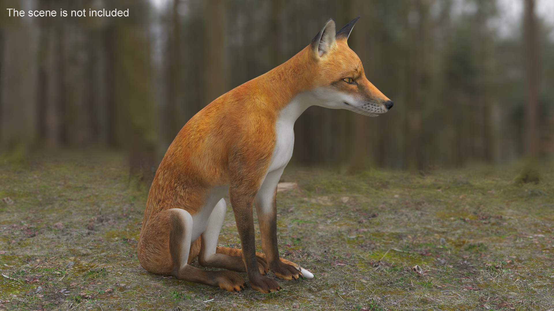 3D model Wild Red Fox Sitting Pose