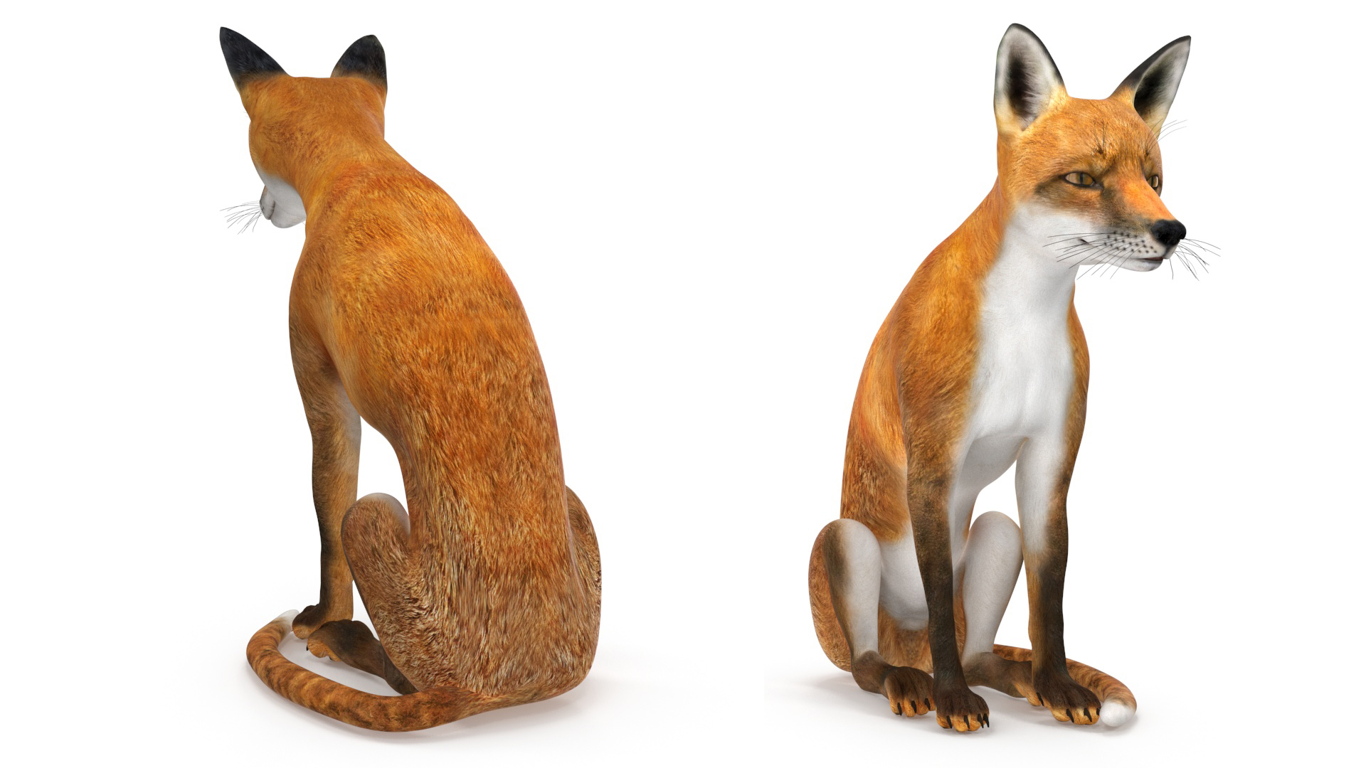 3D model Wild Red Fox Sitting Pose