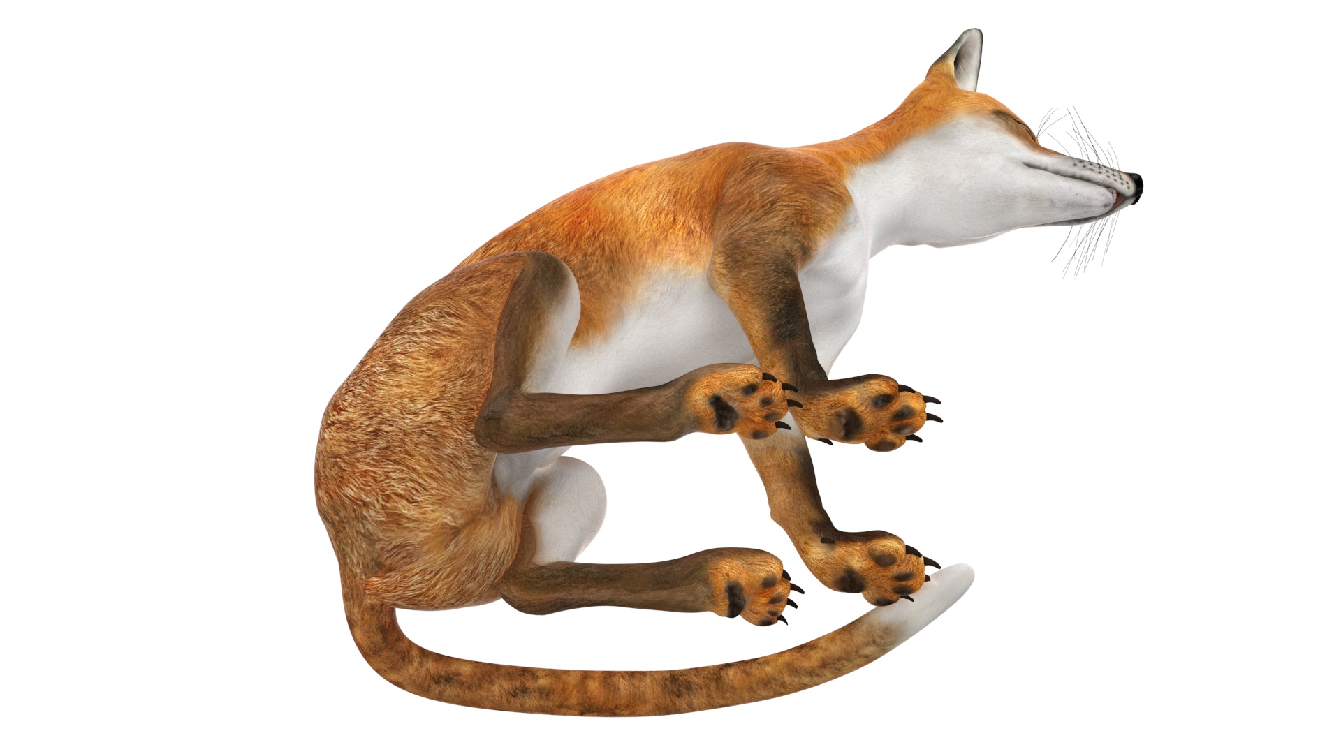 3D model Wild Red Fox Sitting Pose