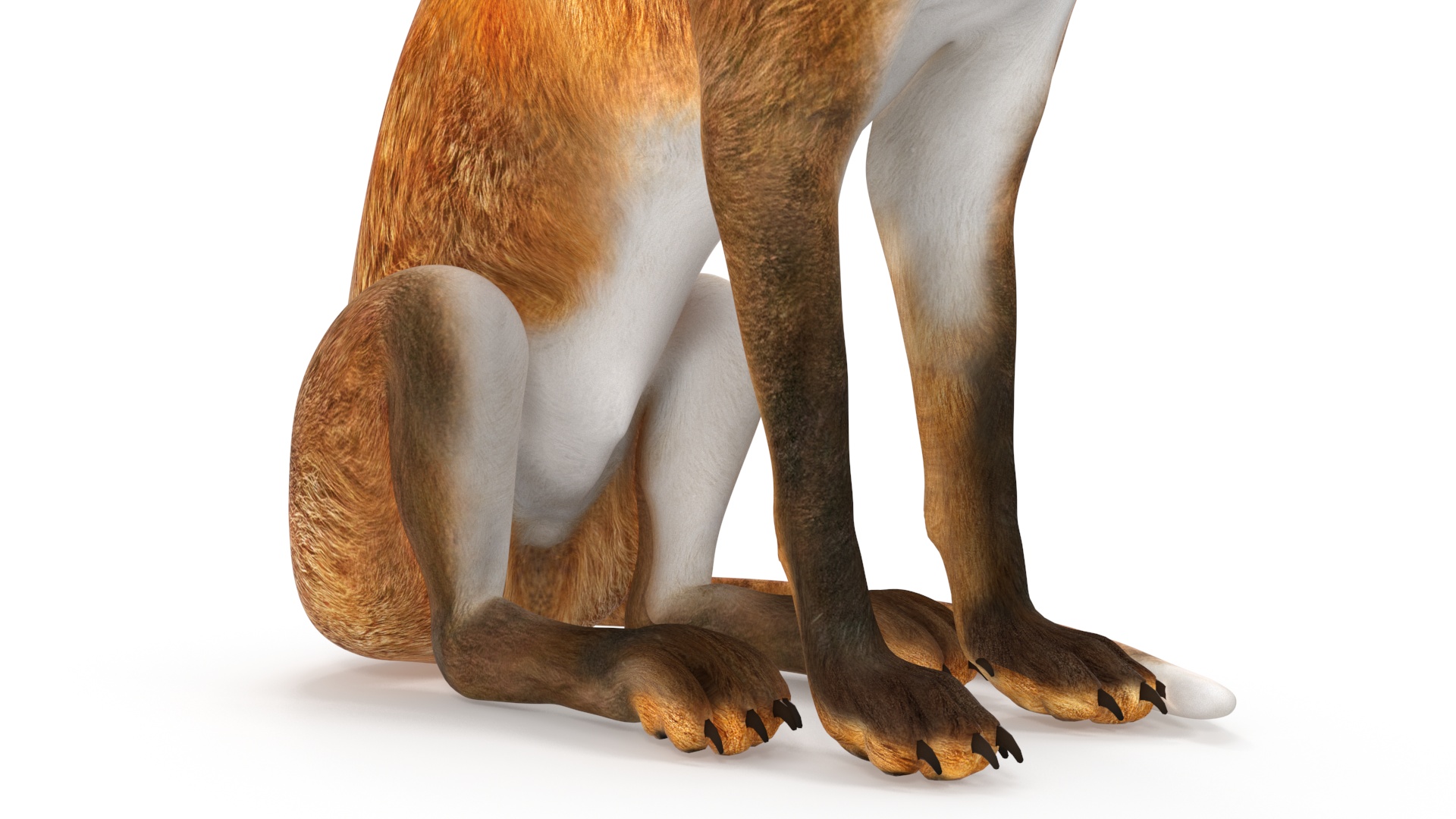 3D model Wild Red Fox Sitting Pose
