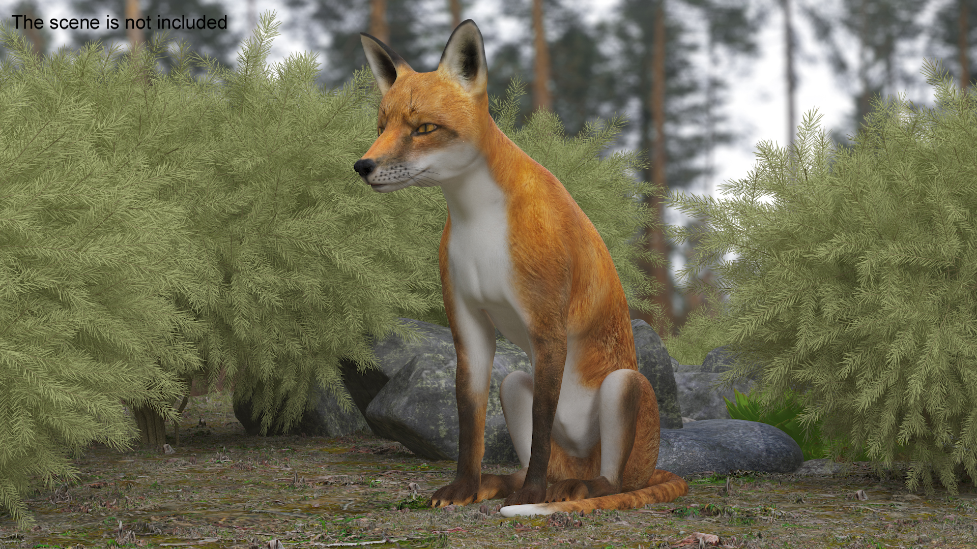 3D model Wild Red Fox Sitting Pose