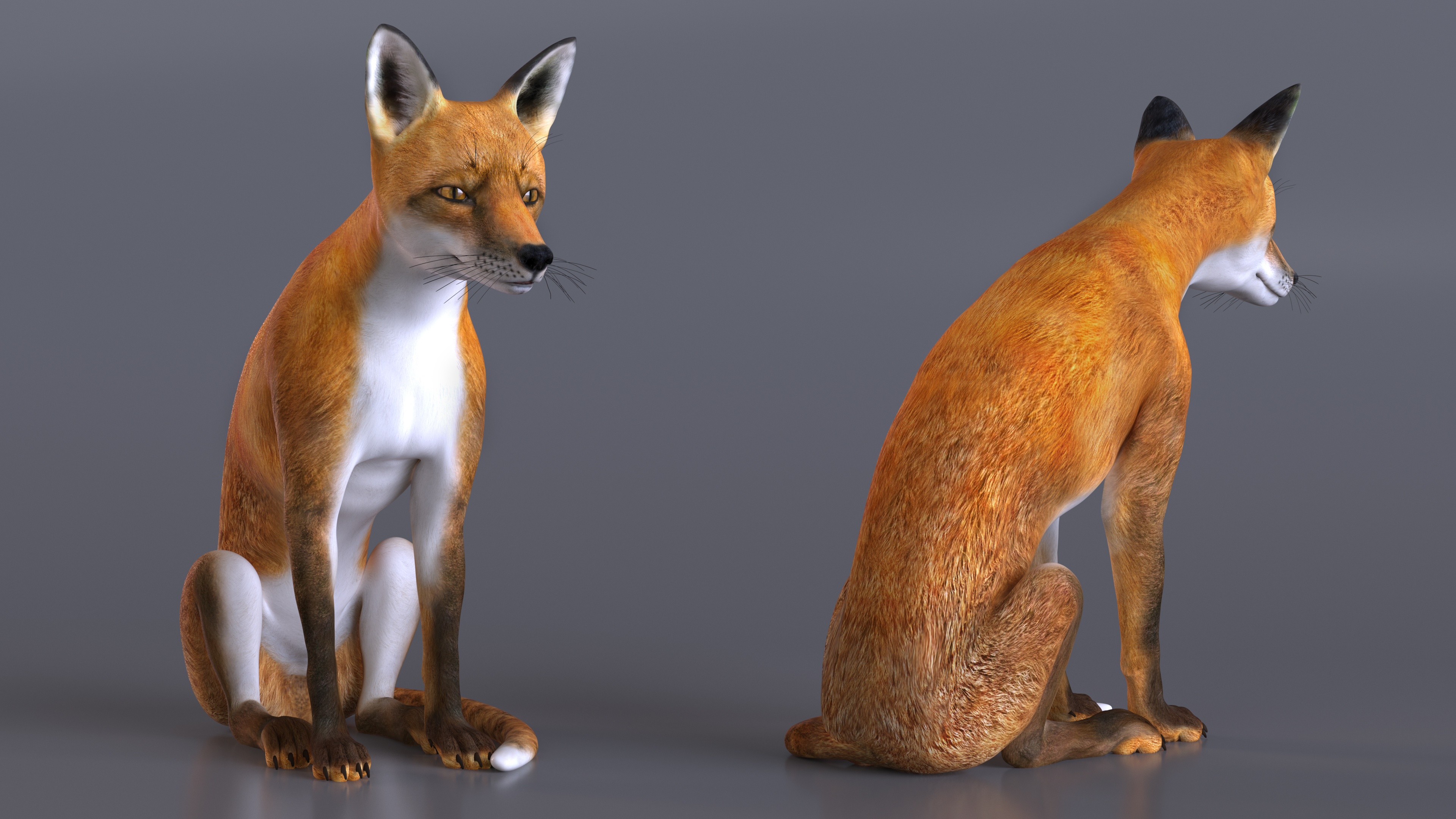 3D model Wild Red Fox Sitting Pose