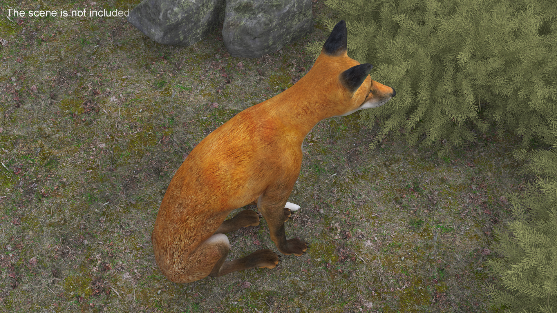 3D model Wild Red Fox Sitting Pose